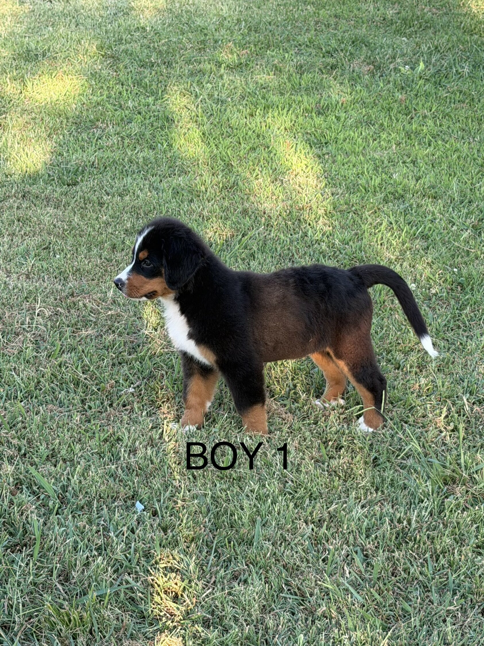 Pure Bred Bernese Mountain Dog Puppies image 4
