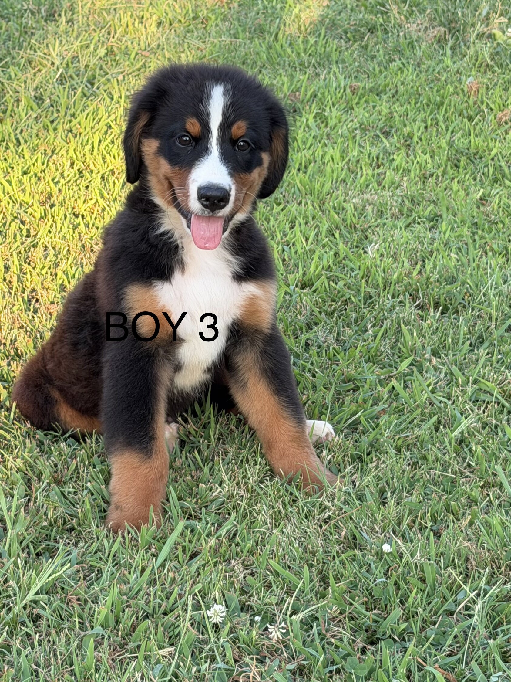 Pure Bred Bernese Mountain Dog Puppies image 5