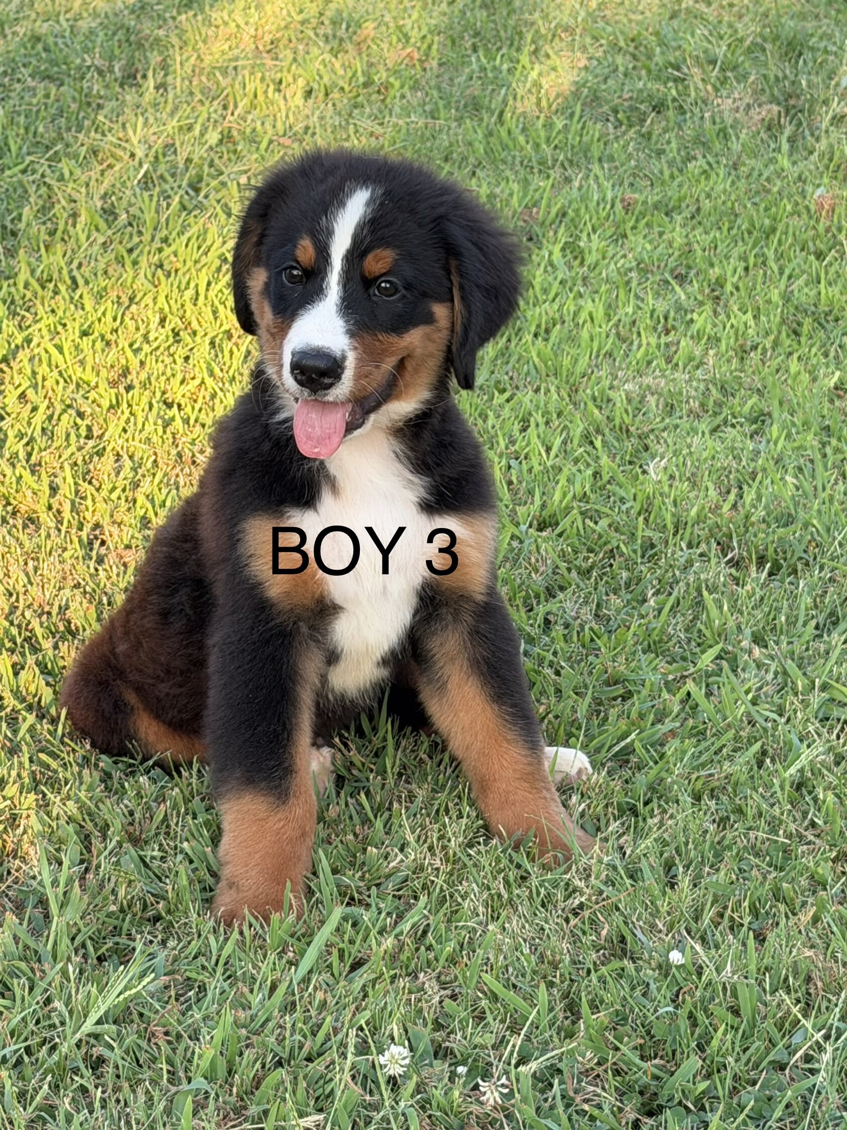 Pure Bred Bernese Mountain Dog Puppies image 6