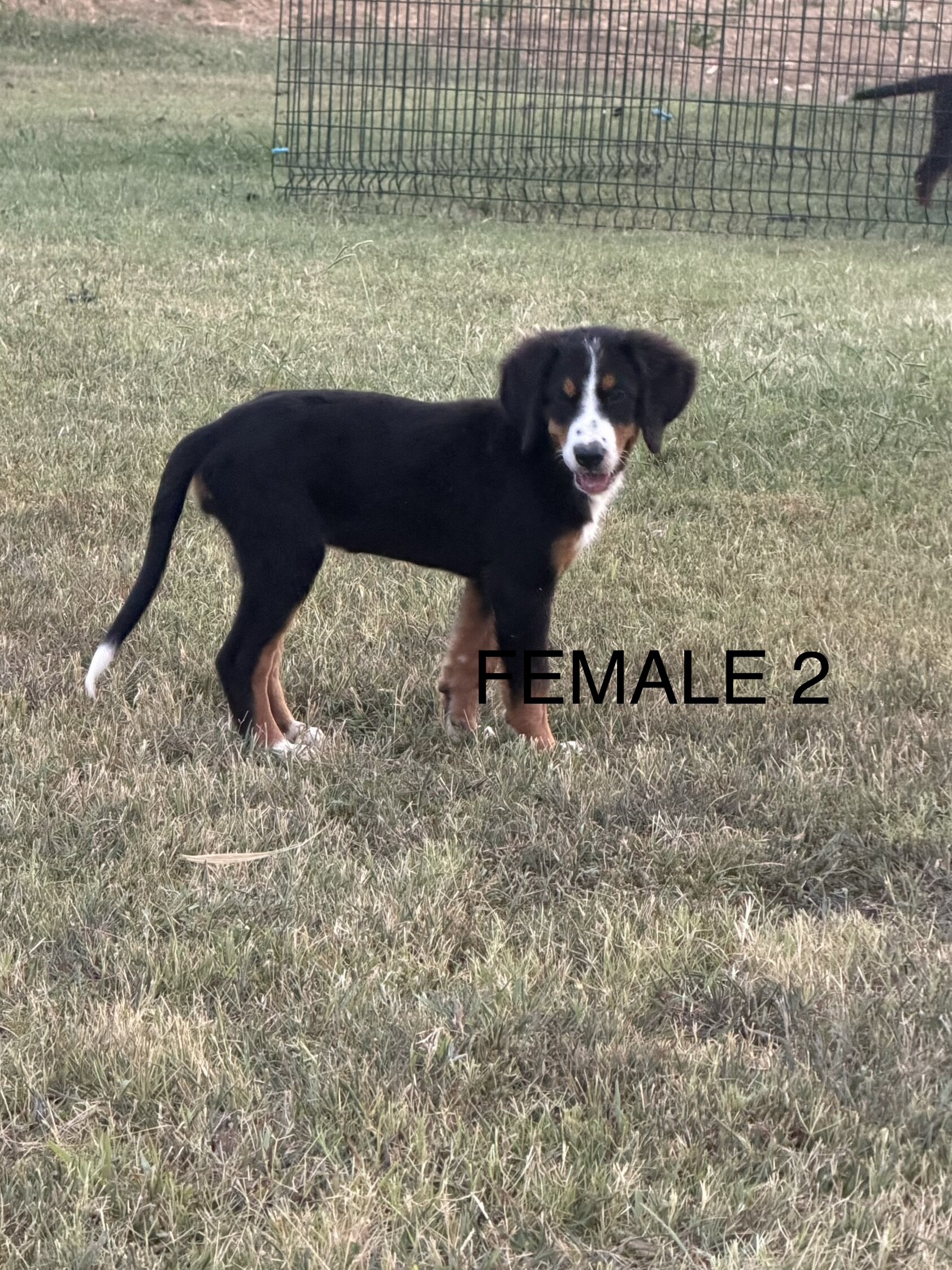 Pure Bred Bernese Mountain Dog Puppies image 2