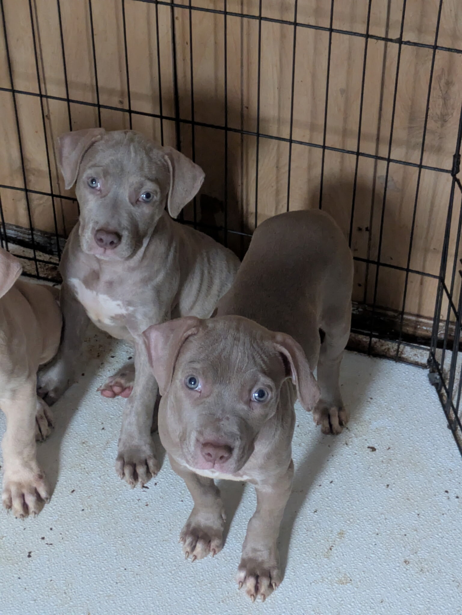 Blue nose pitbull puppies image 1