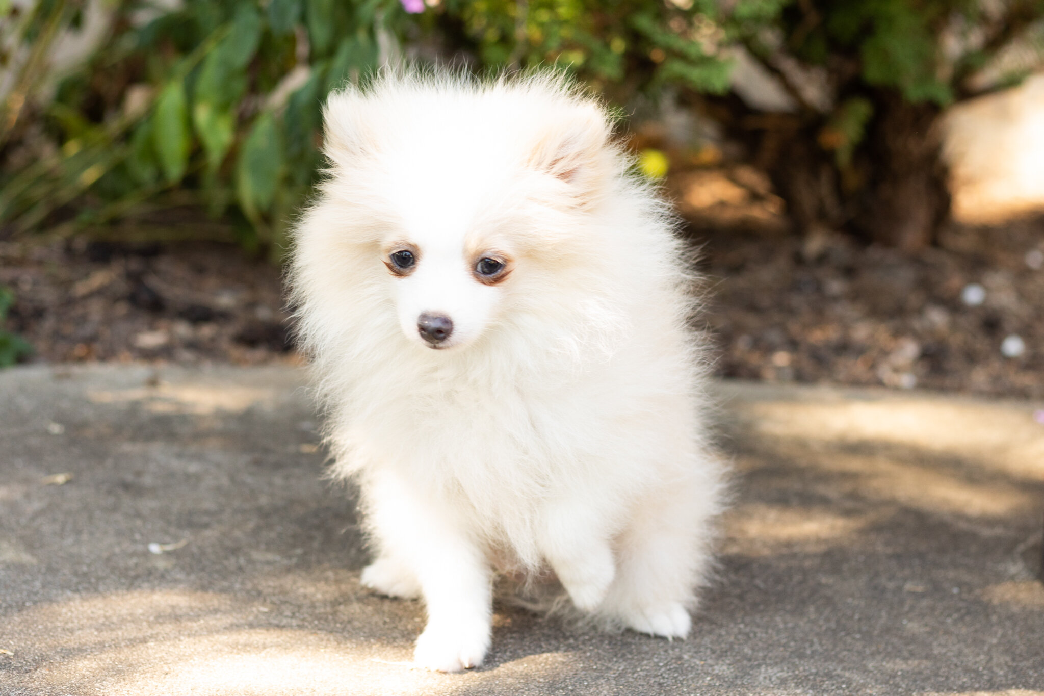 AKC pomeranian male puppy in Indiana (Bimbo) image 1