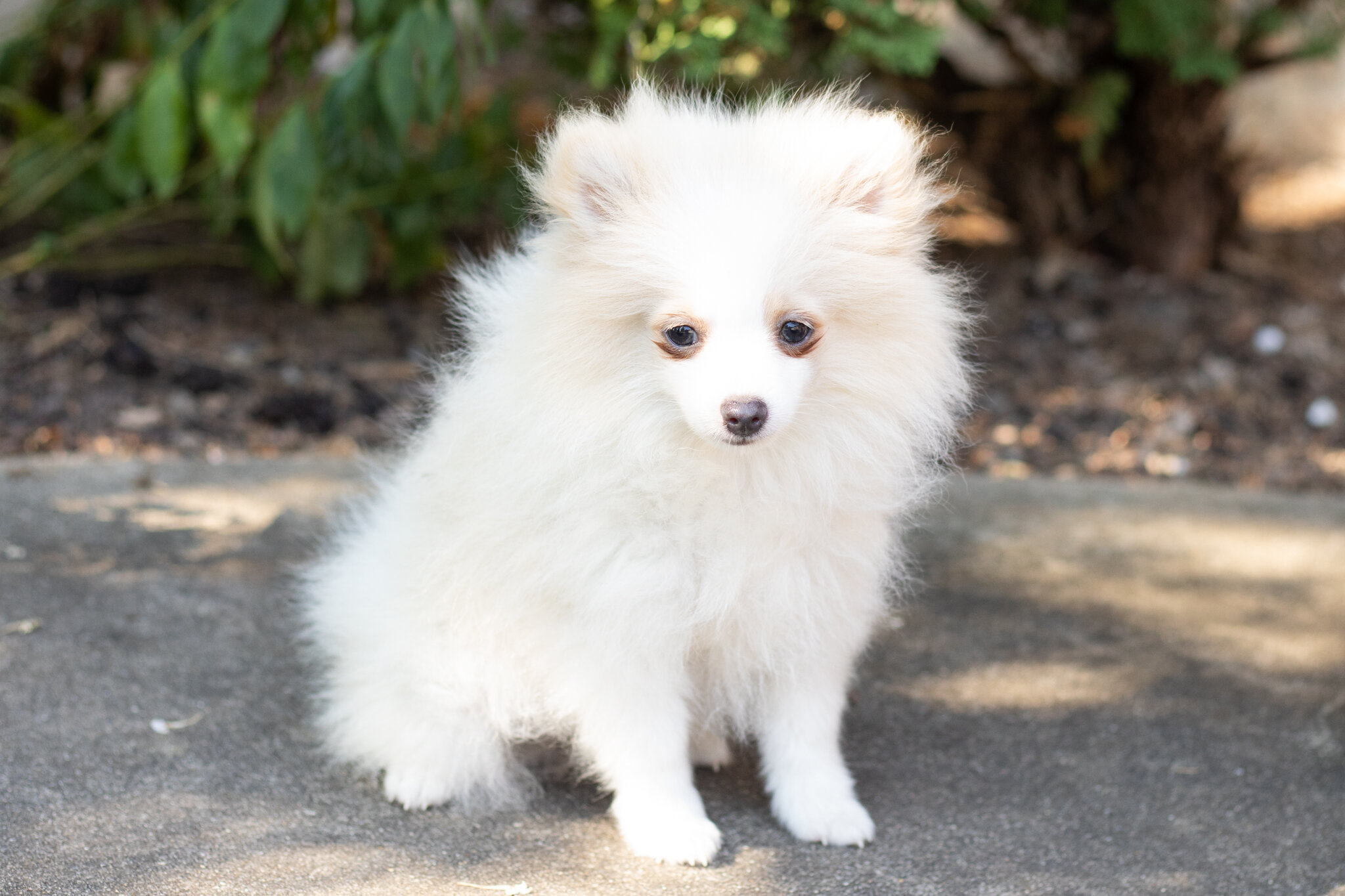 AKC pomeranian male puppy in Indiana (Bimbo) image 2