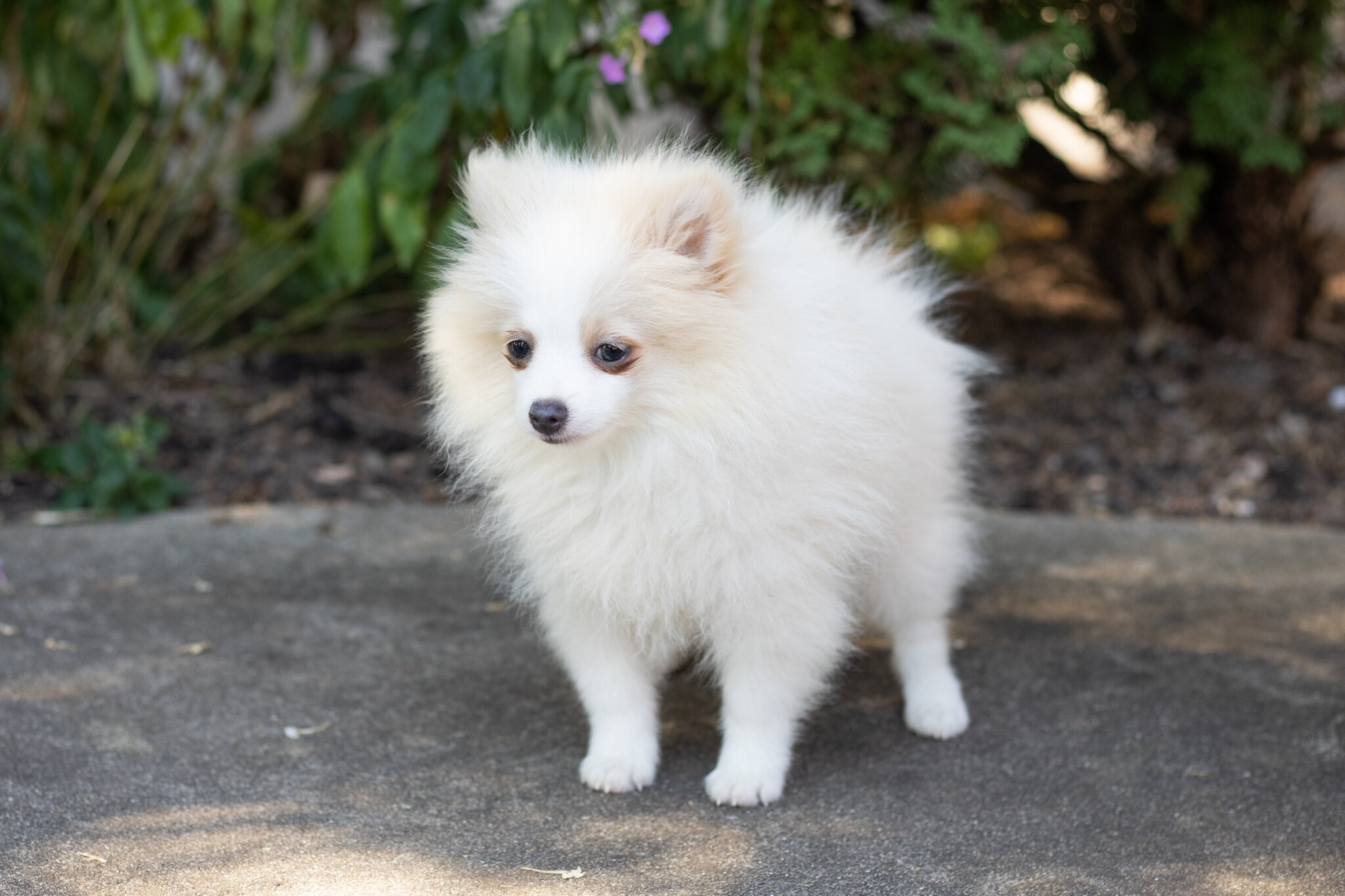 AKC pomeranian male puppy in Indiana (Bimbo) image 3