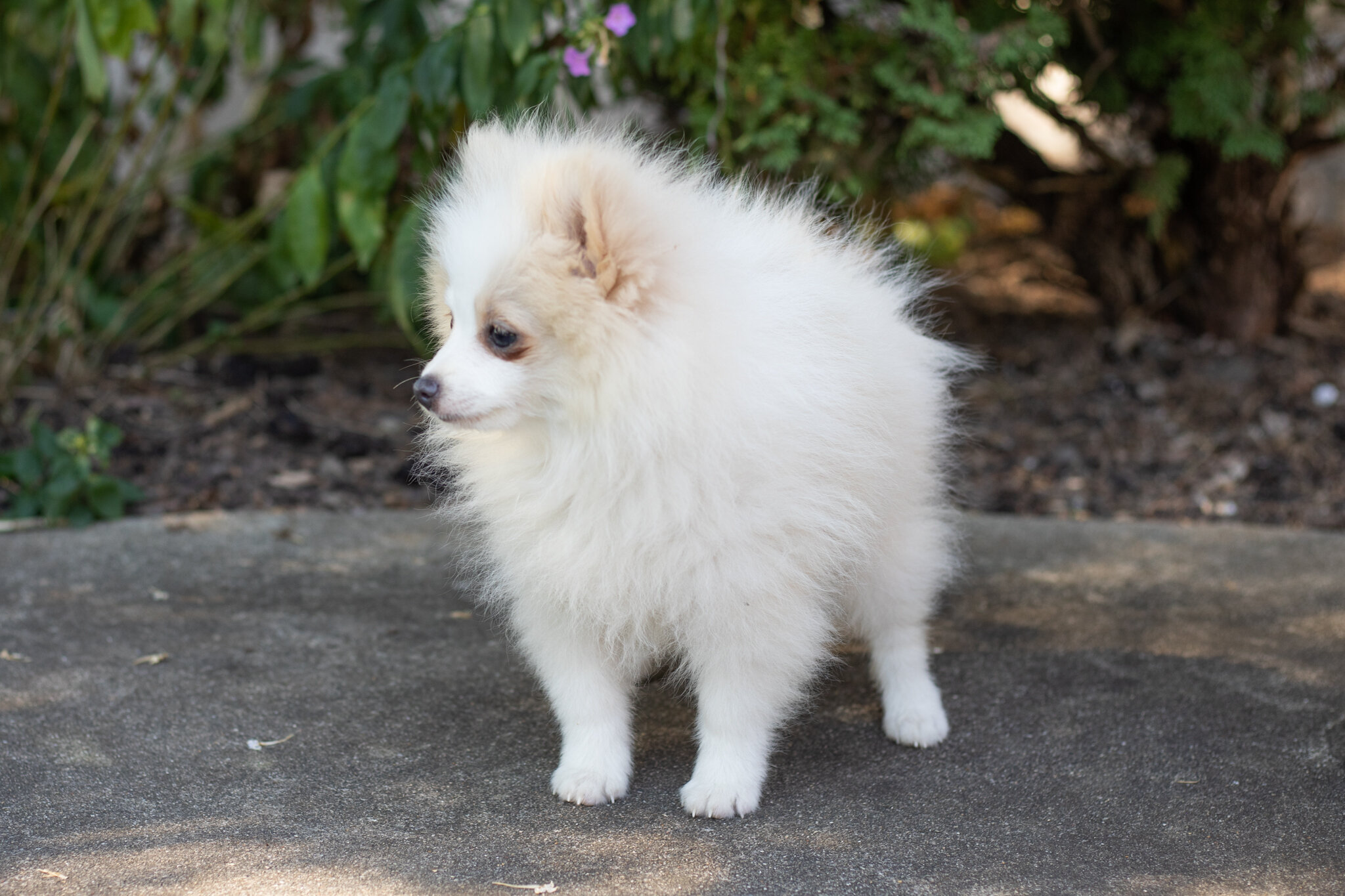 AKC pomeranian male puppy in Indiana (Bimbo) image 4