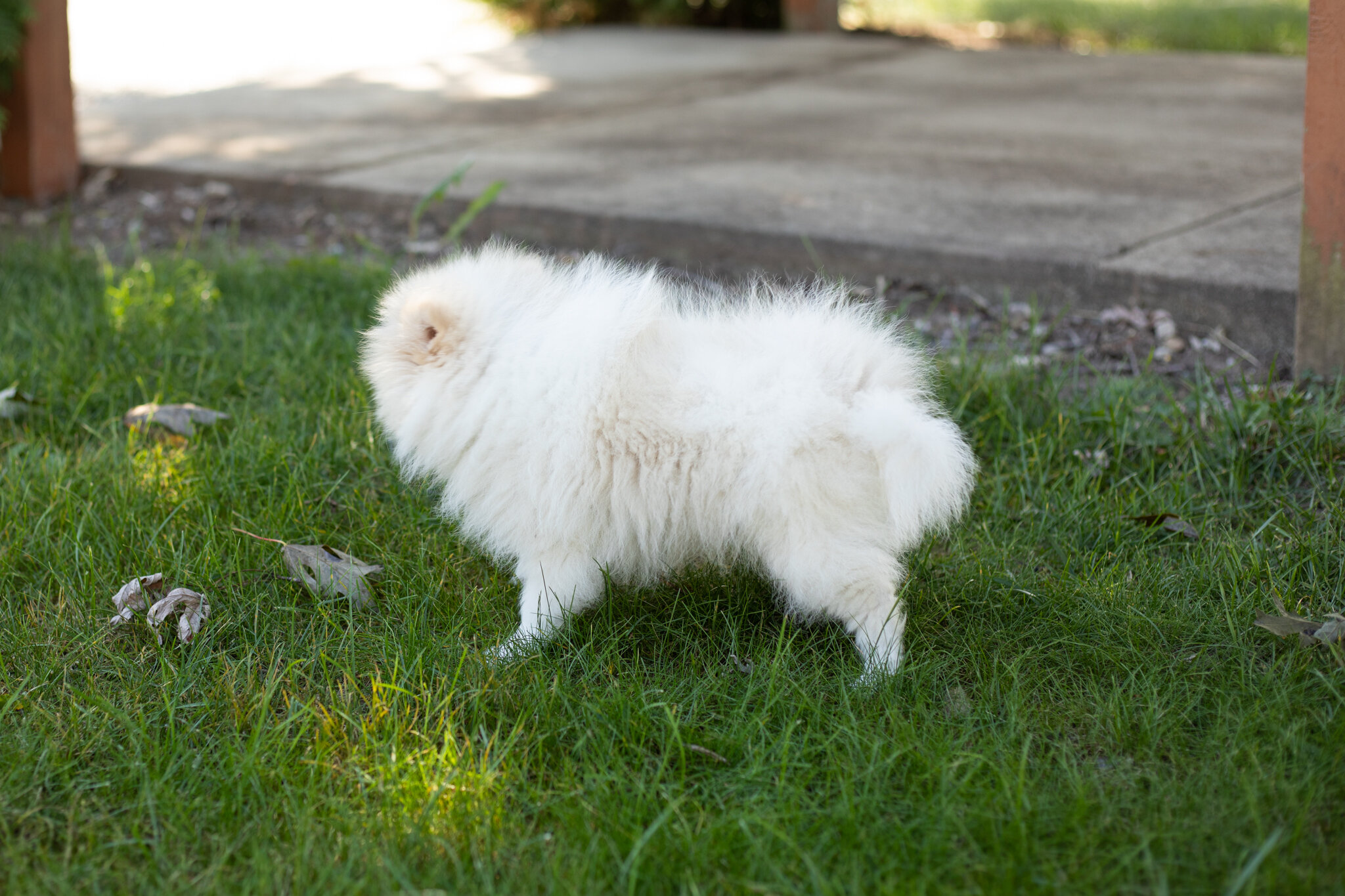 AKC pomeranian male puppy in Indiana (Bimbo) image 5
