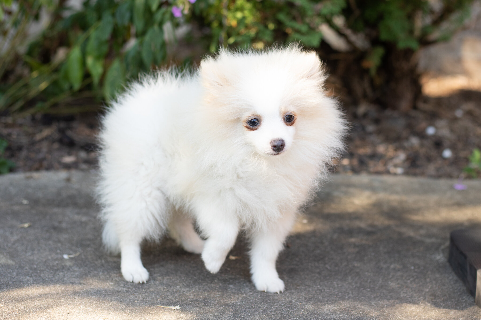 AKC pomeranian male puppy in Indiana (Bimbo) image 6