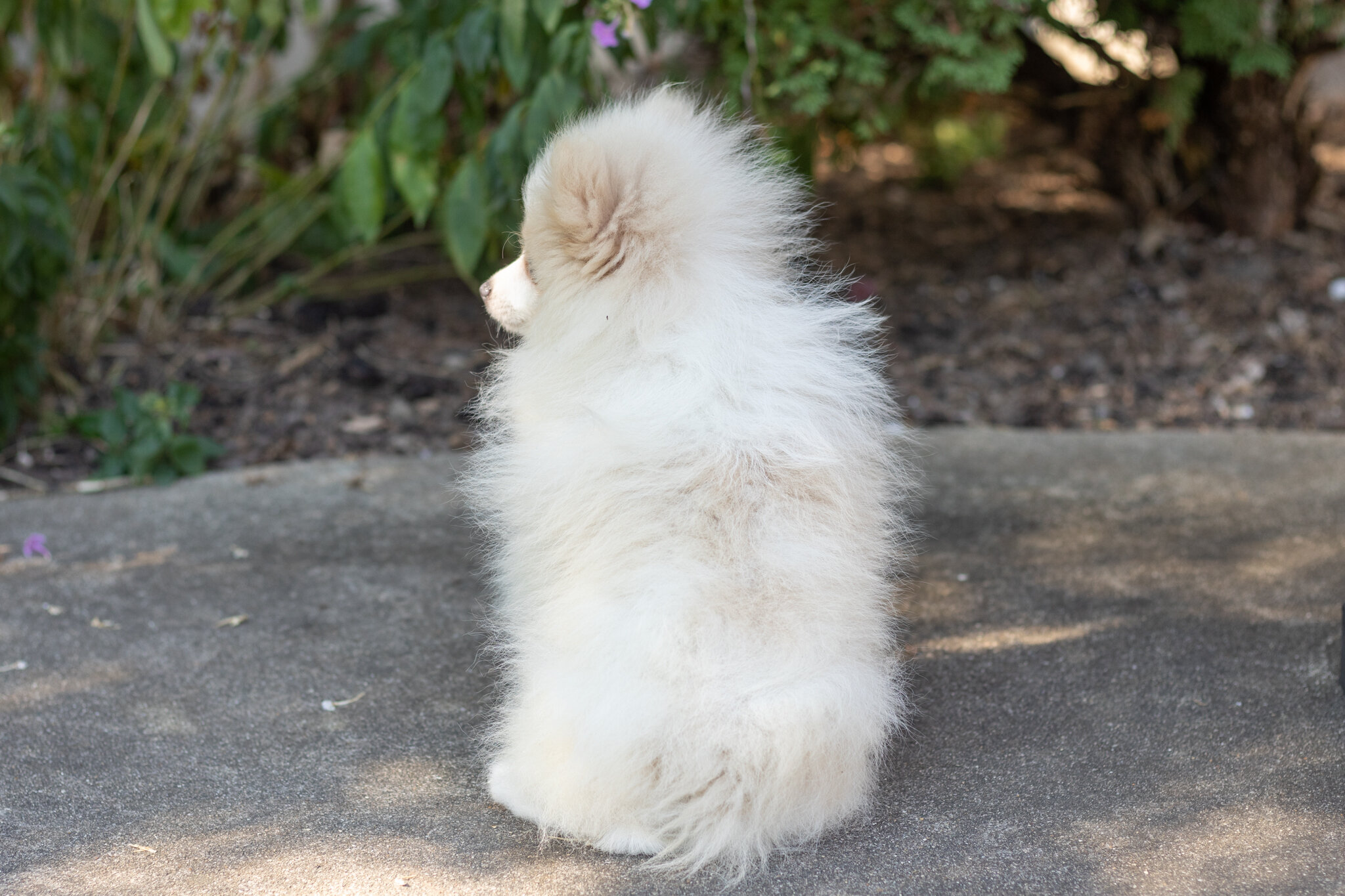 AKC pomeranian male puppy in Indiana (Bimbo) image 7