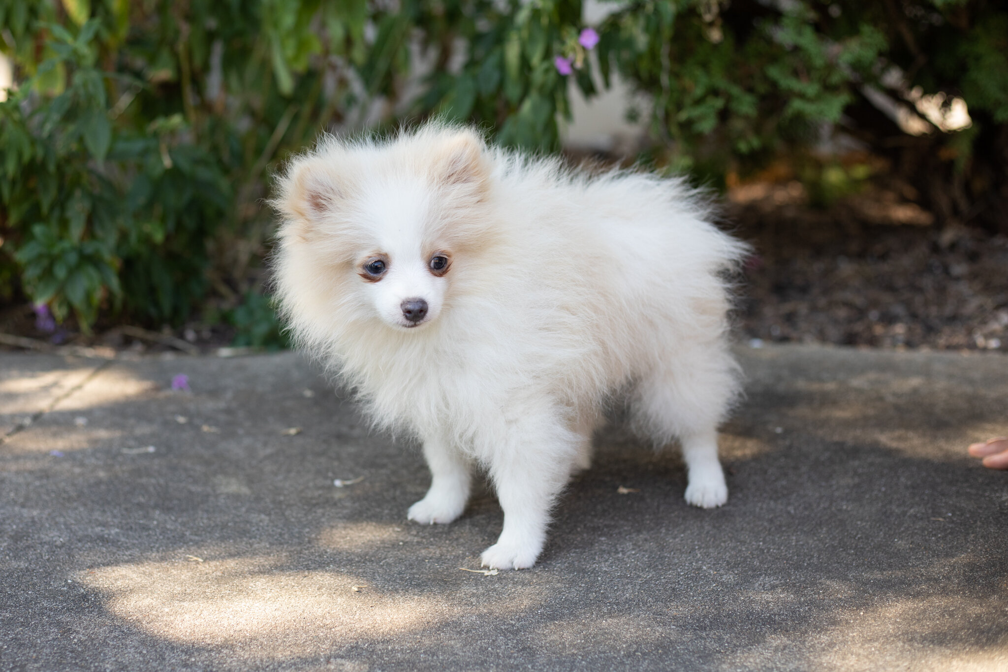 AKC pomeranian male puppy in Indiana (Bimbo) image 8