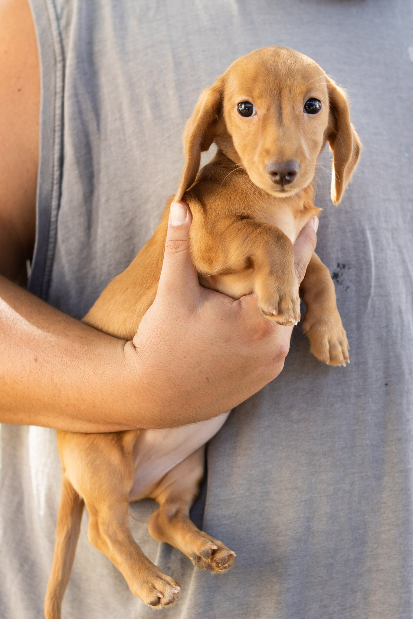 AKC Mini Dachshund female pup in Indiana (Bella) image 3