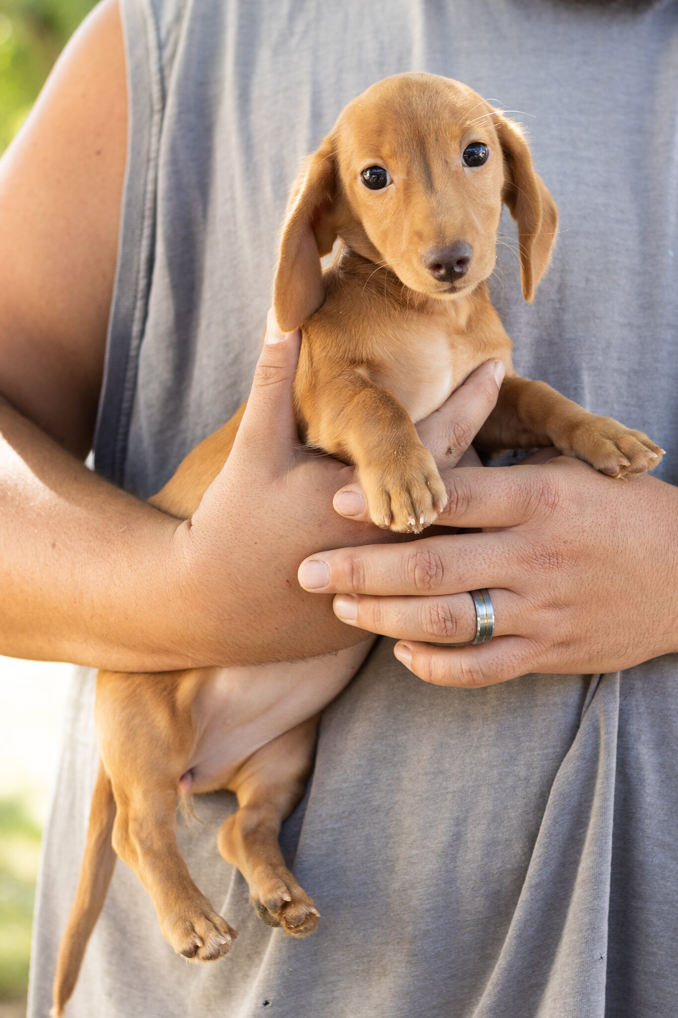 AKC Mini Dachshund female pup in Indiana (Bella) image 1