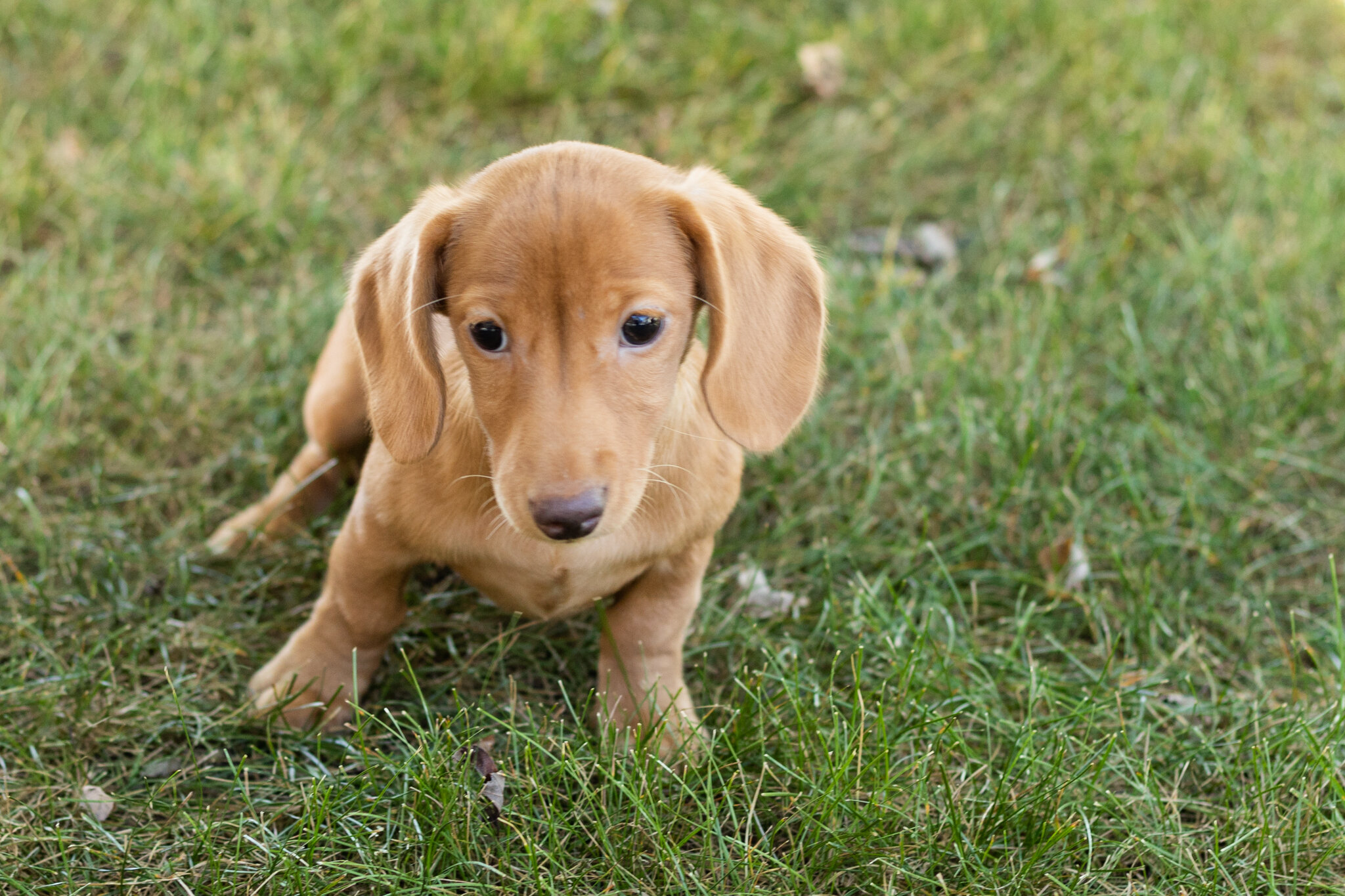 AKC Mini Dachshund female pup in Indiana (Bella) image 4