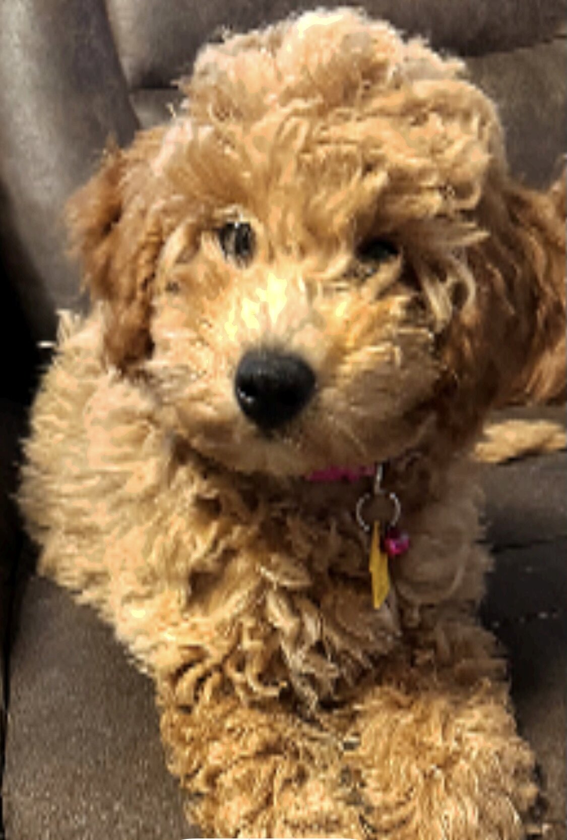 “Indy” Mini Cavapoochon Female image 1