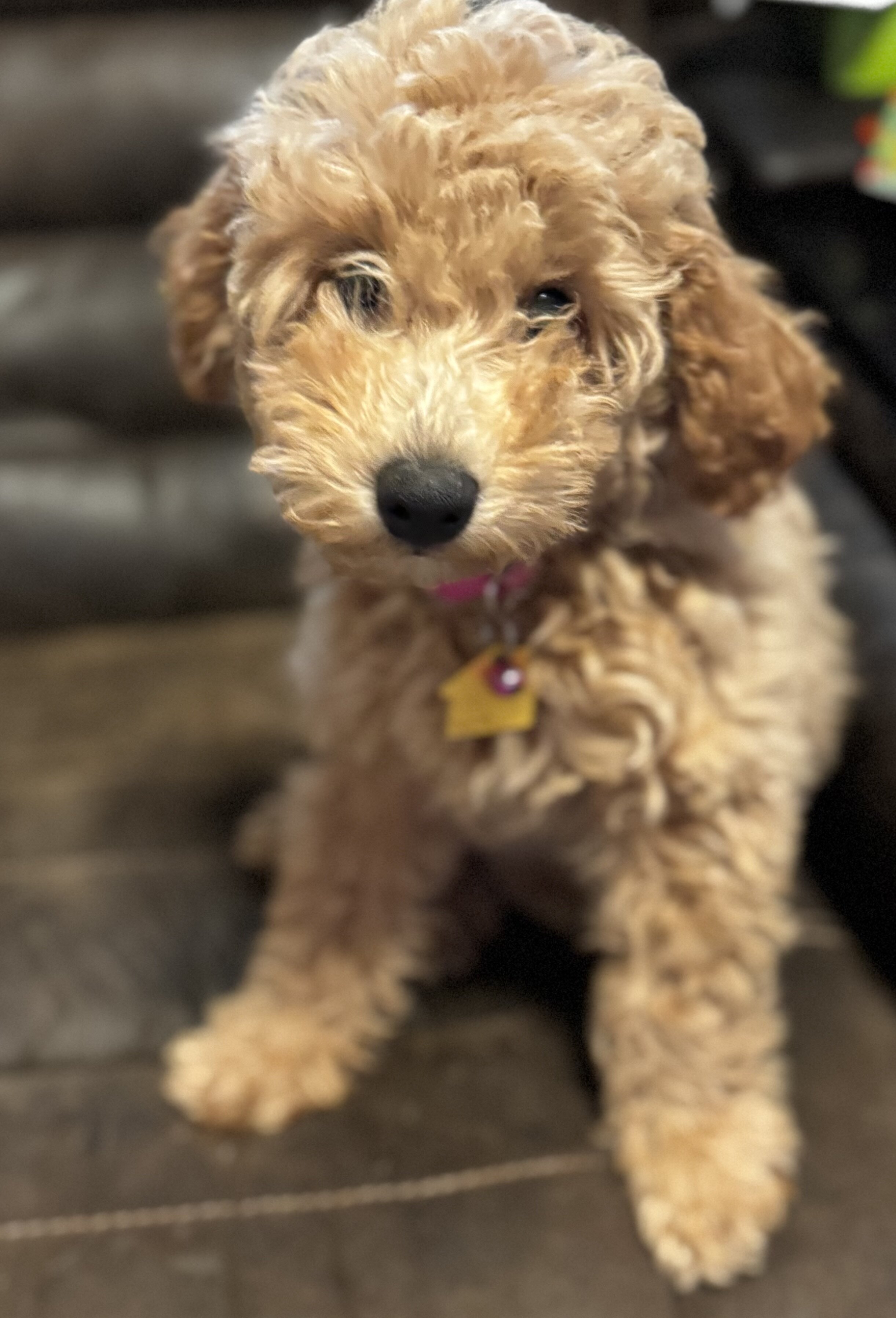 “Indy” Mini Cavapoochon Female image 2