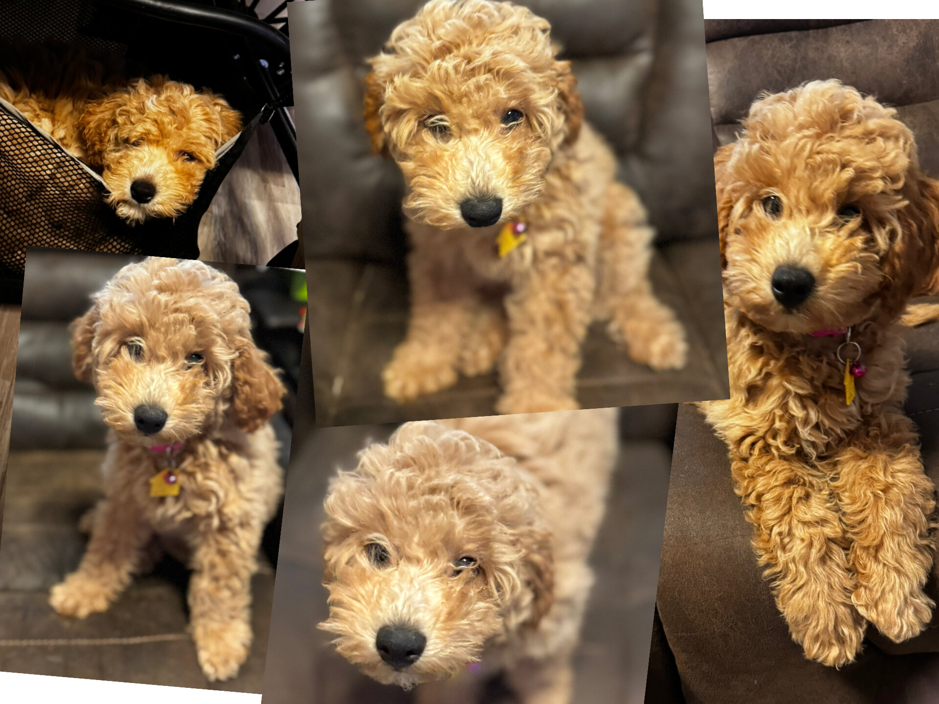 “Indy” Mini Cavapoochon Female image 3