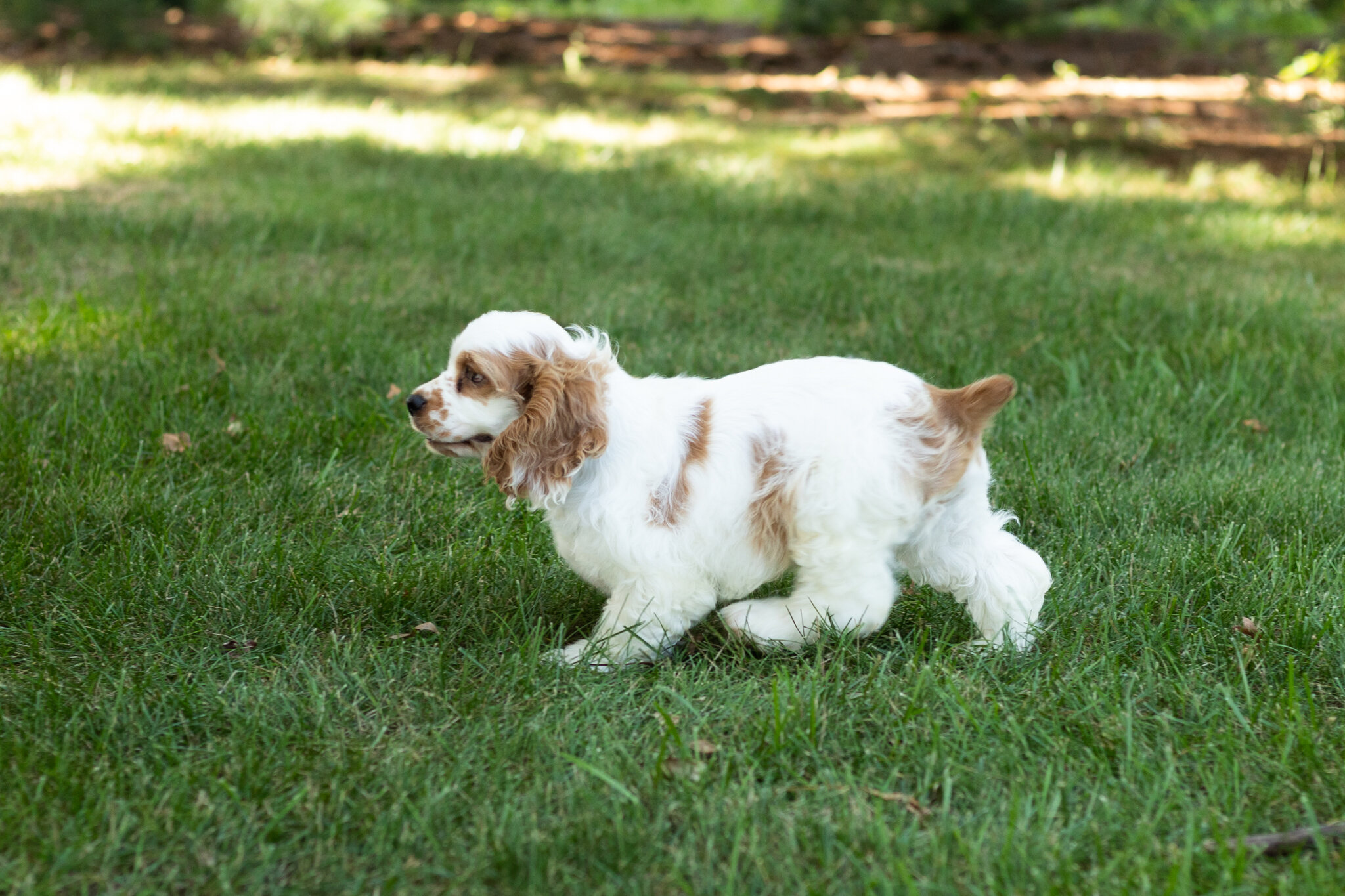 AKC Cocker Spaniel male pup in Indiana (Reggie) image 2