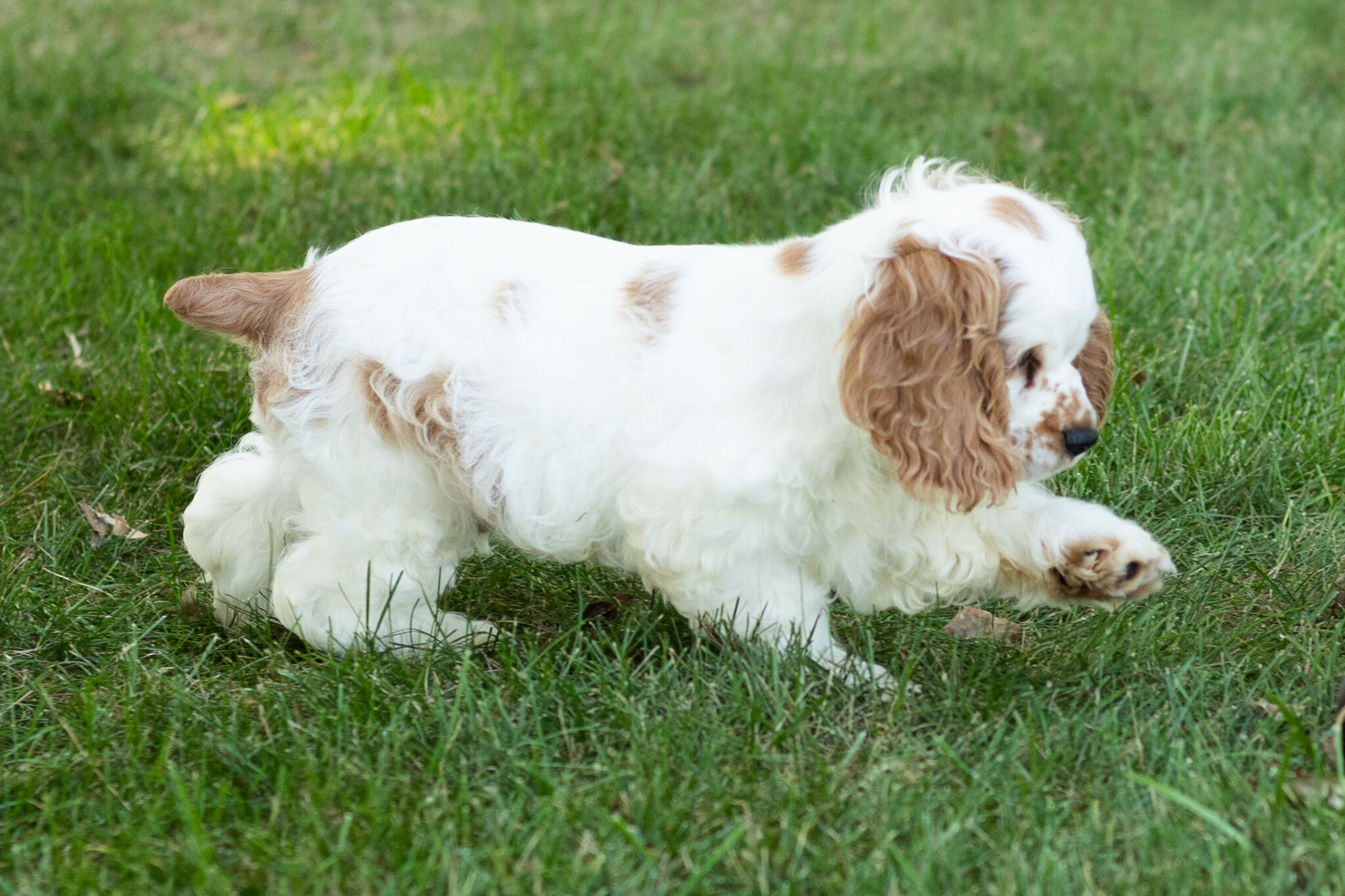 AKC Cocker Spaniel male pup in Indiana (Reggie) image 3