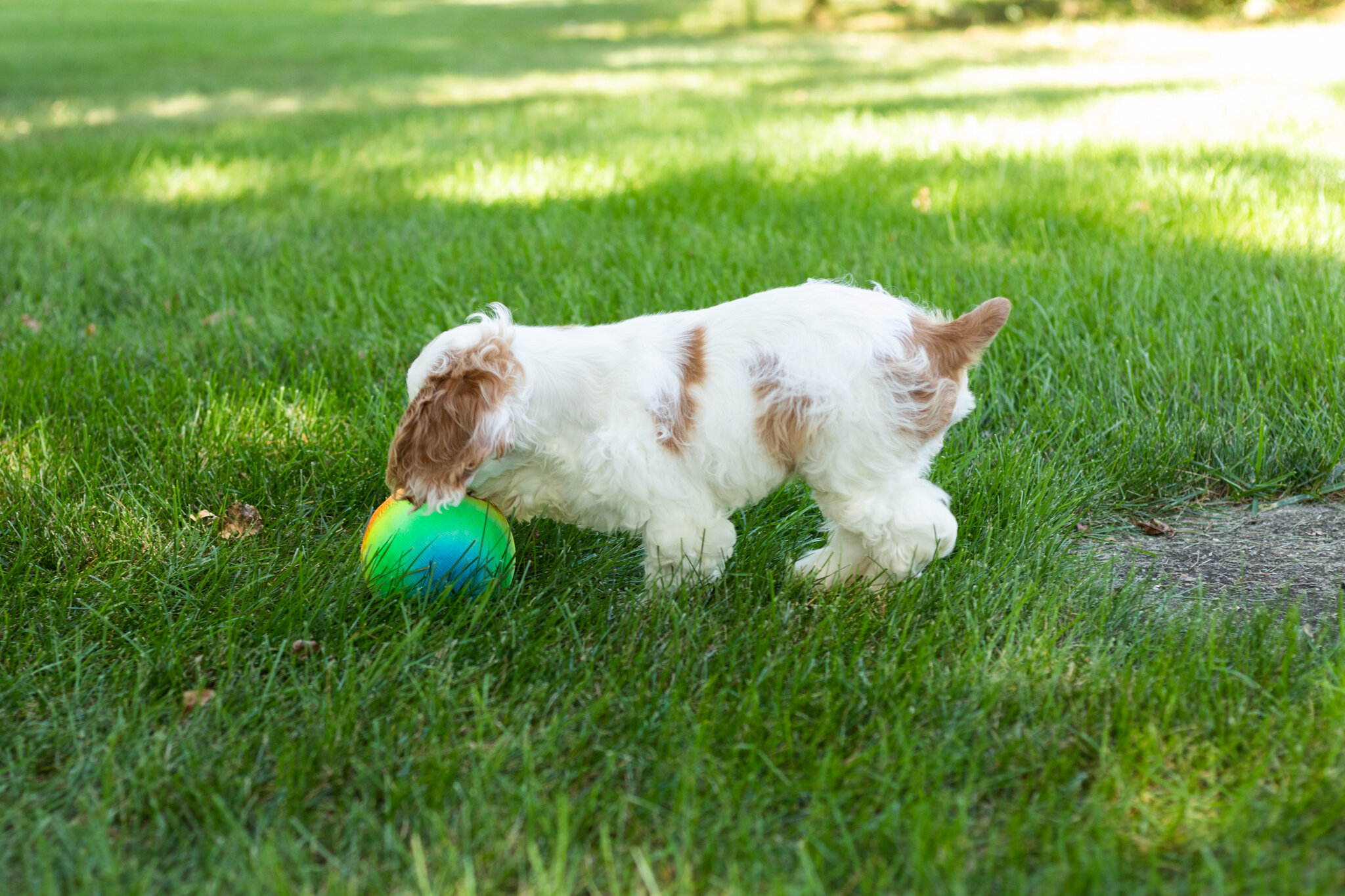 AKC Cocker Spaniel male pup in Indiana (Reggie) image 4