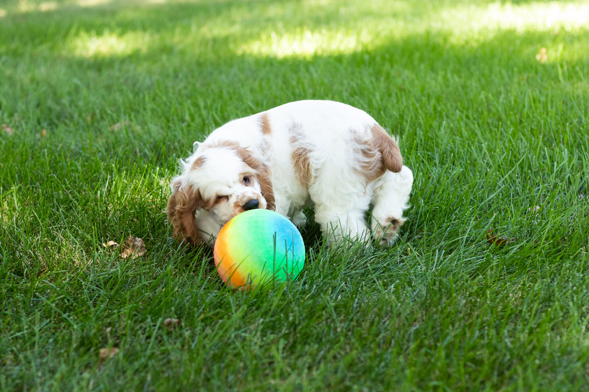 AKC Cocker Spaniel male pup in Indiana (Reggie) image 5