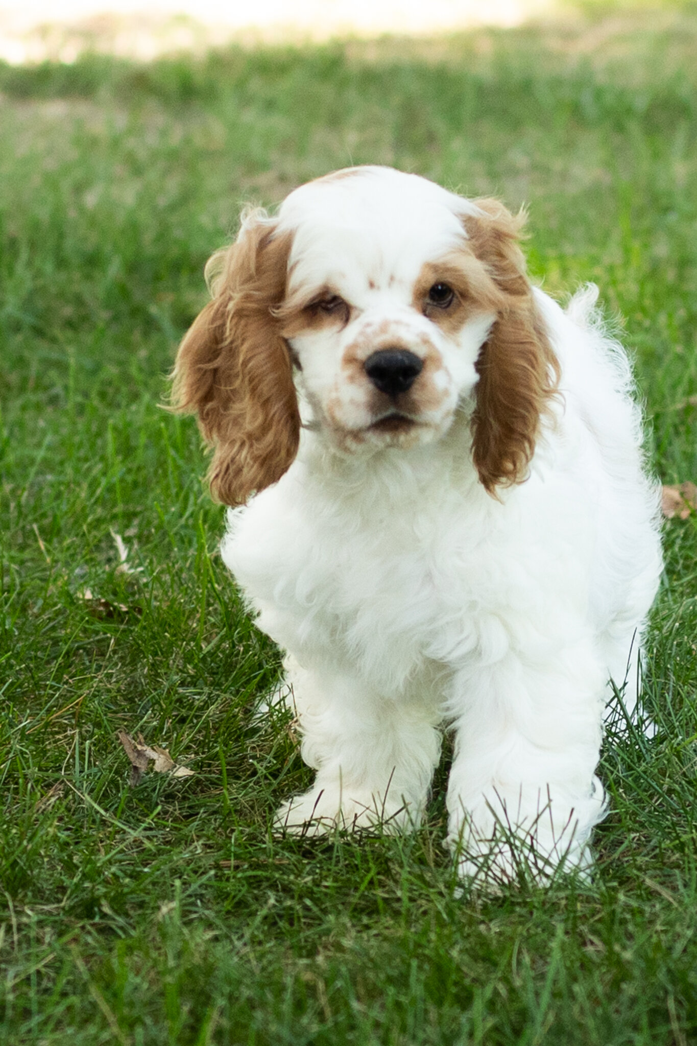 AKC Cocker Spaniel male pup in Indiana (Reggie) image 6