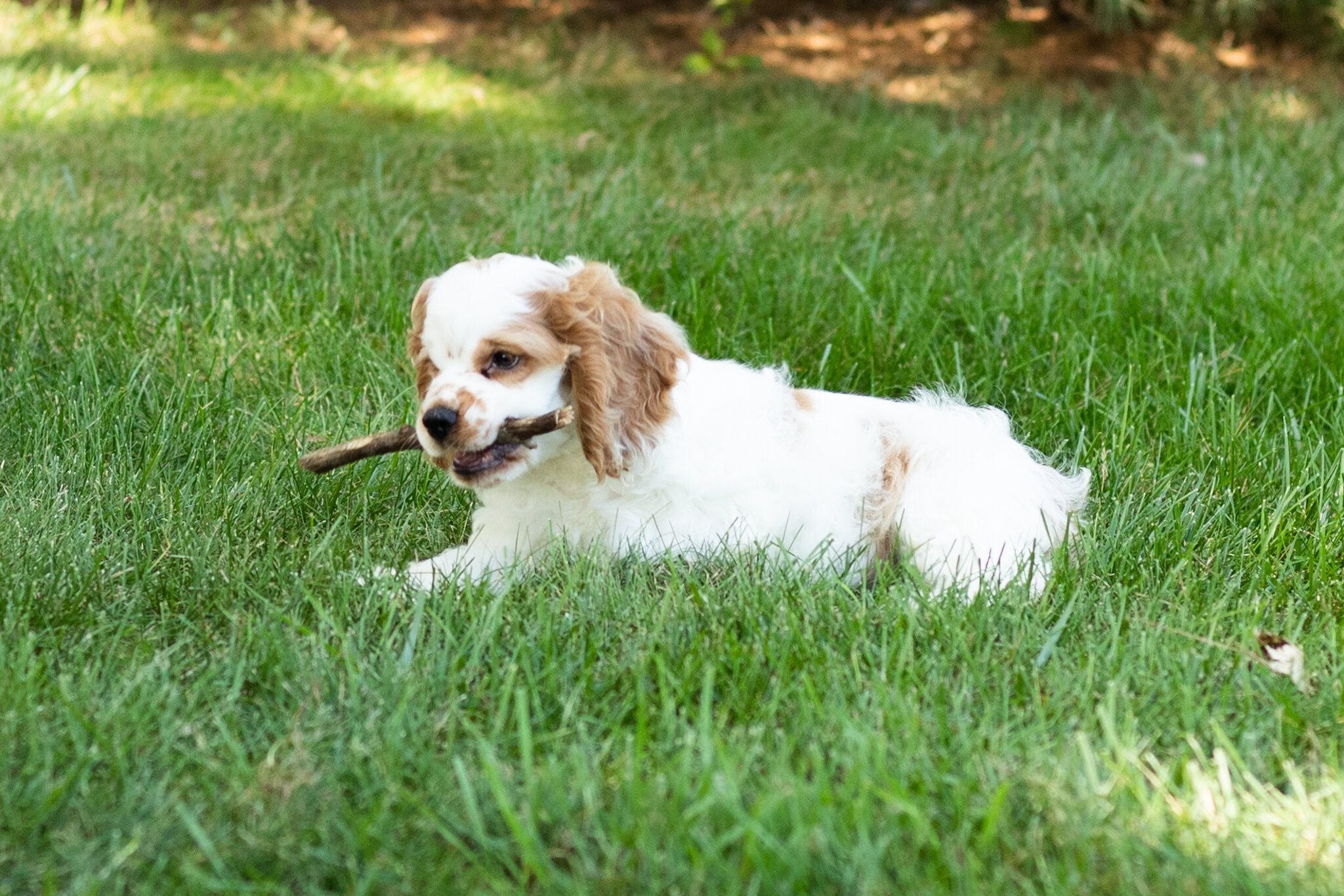 AKC Cocker Spaniel male pup in Indiana (Reggie) image 7