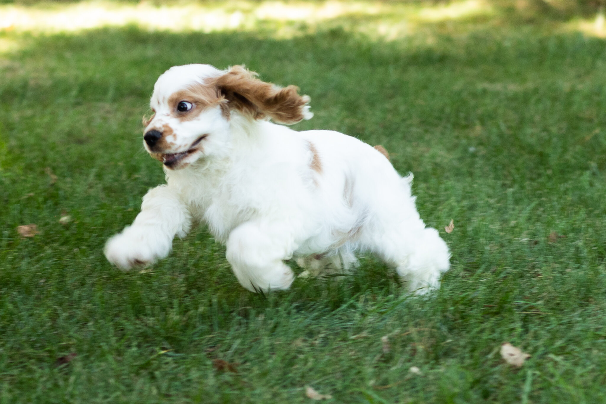 AKC Cocker Spaniel male pup in Indiana (Reggie) image 8