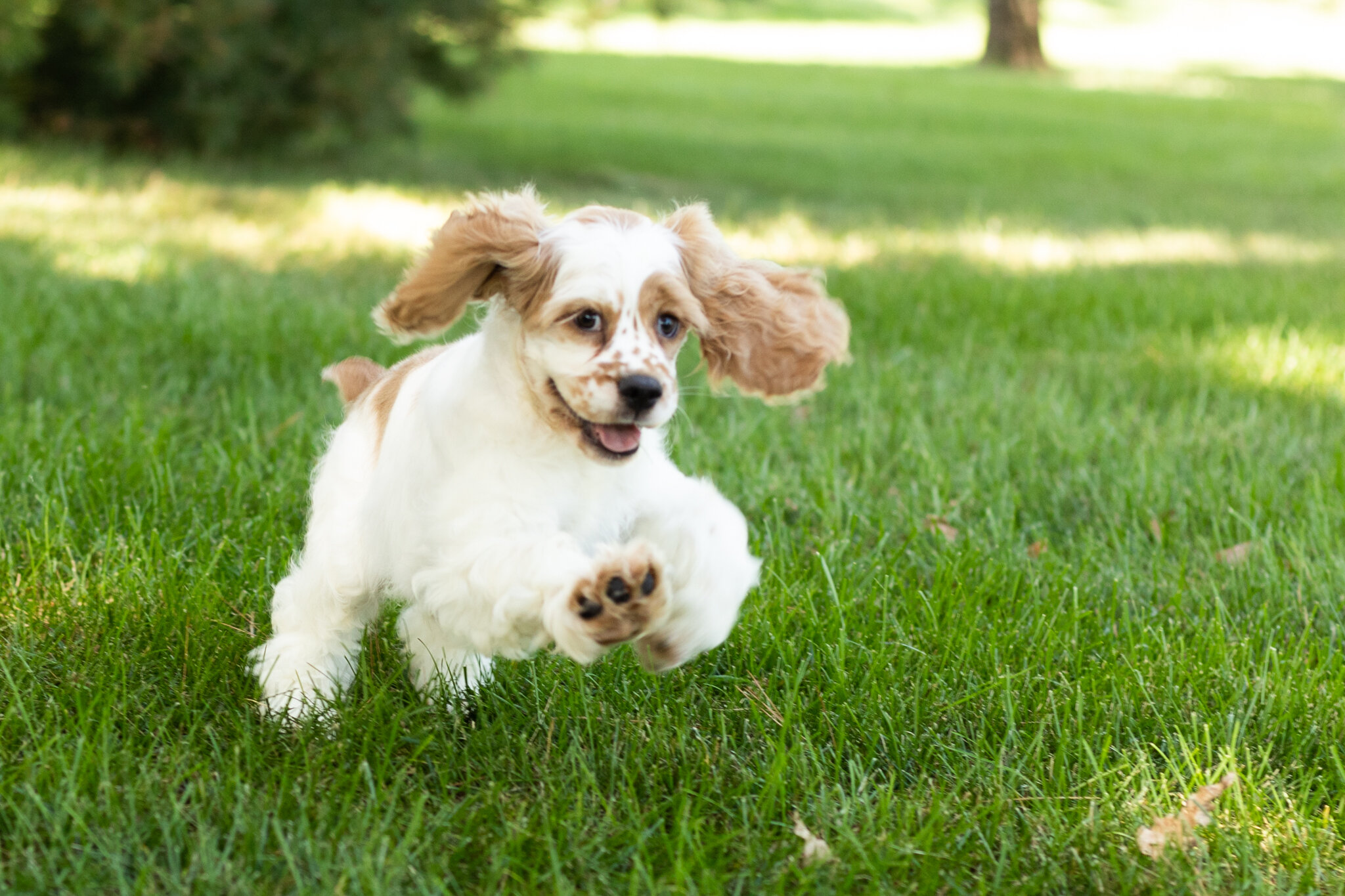 AKC Cocker Spaniel male pup in Indiana (Freckles) image 1