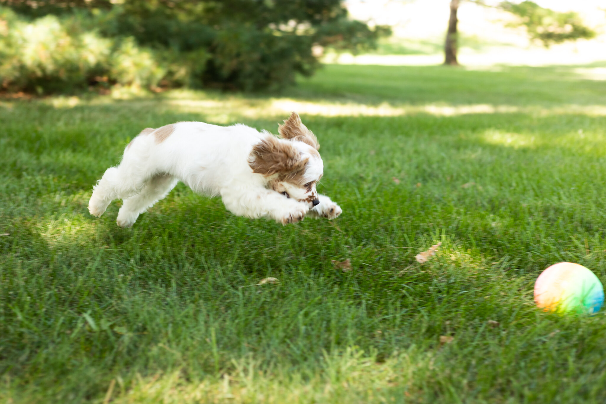 AKC Cocker Spaniel male pup in Indiana (Freckles) image 2