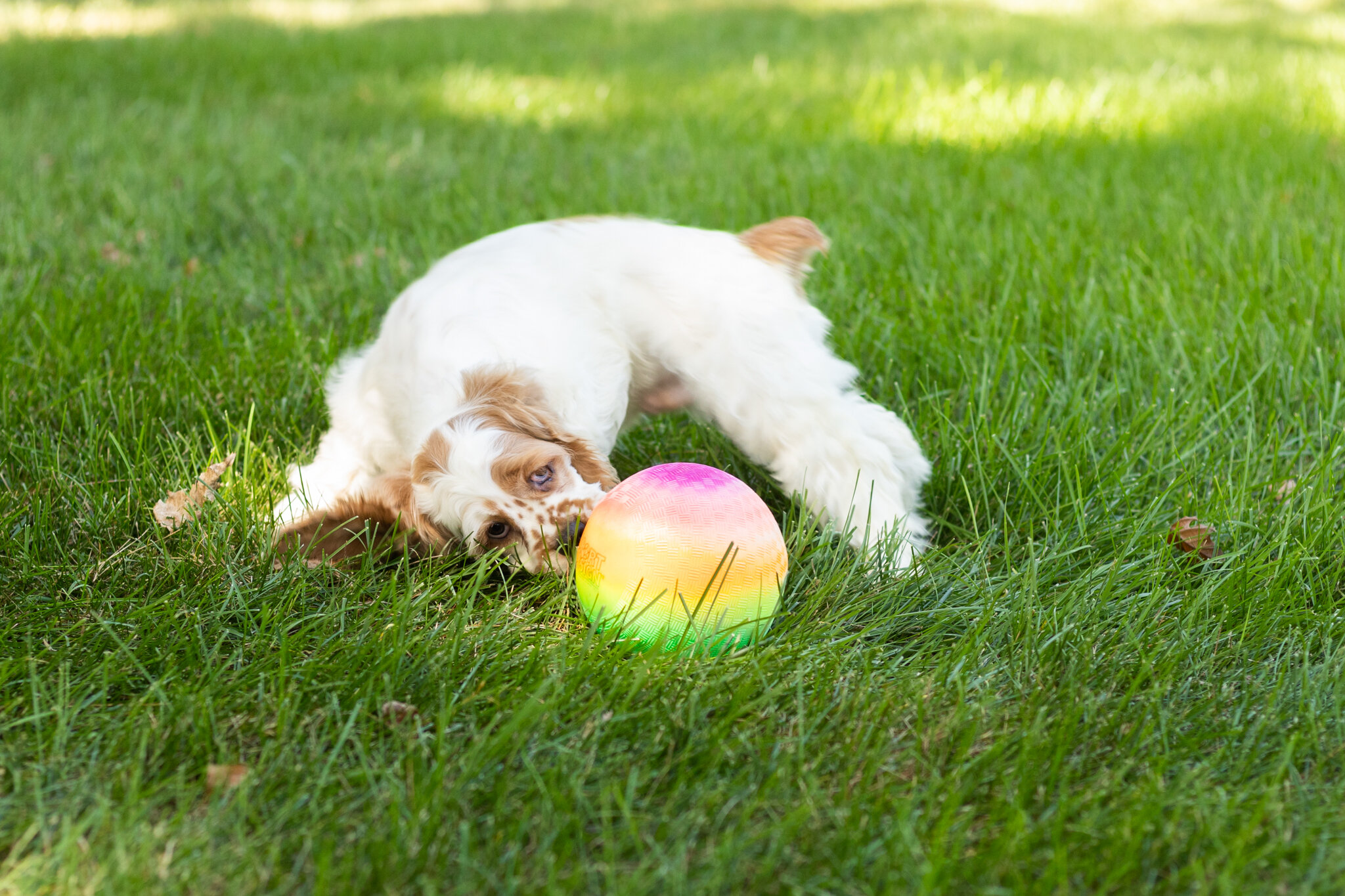 AKC Cocker Spaniel male pup in Indiana (Freckles) image 3