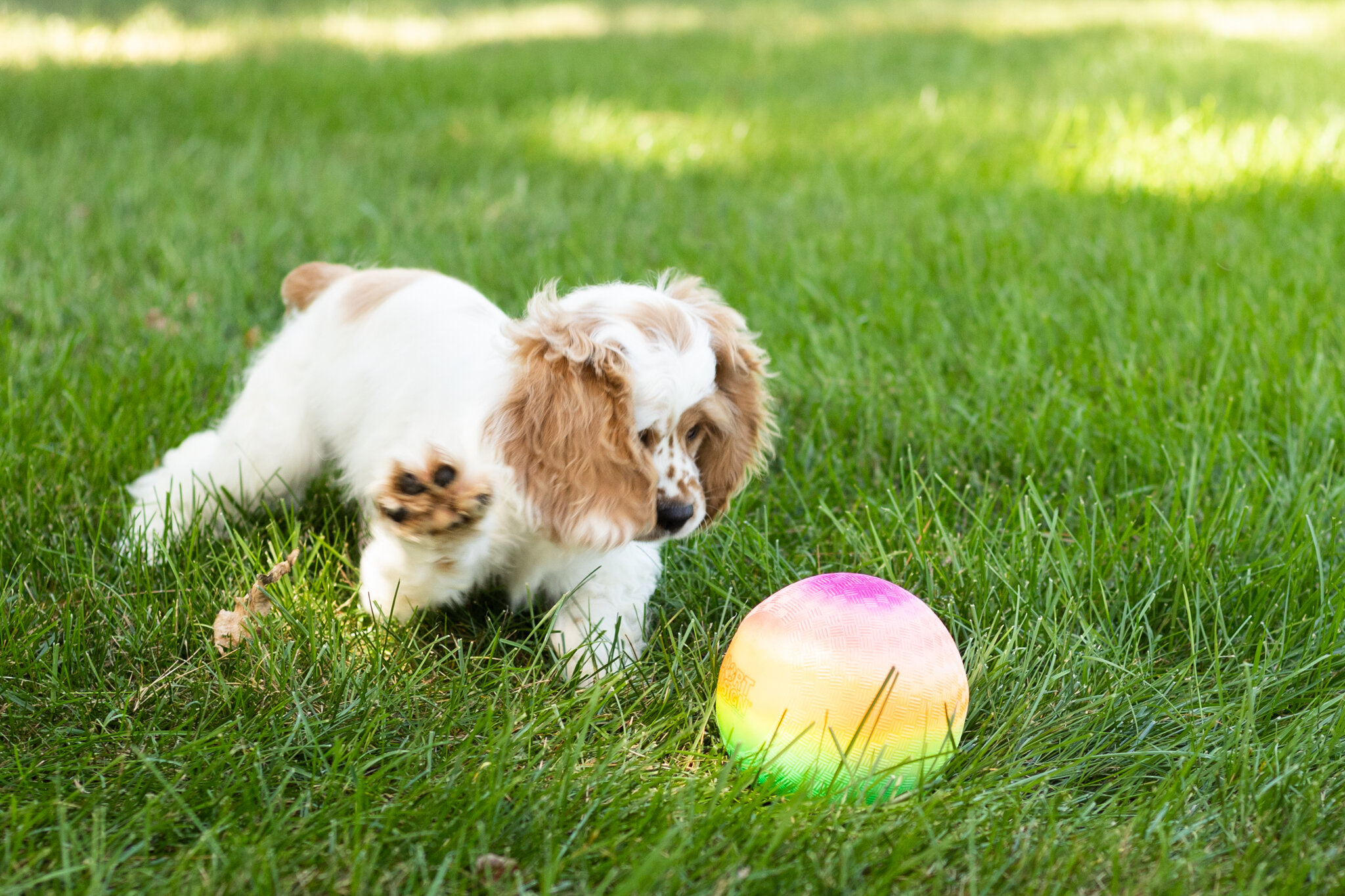AKC Cocker Spaniel male pup in Indiana (Freckles) image 4