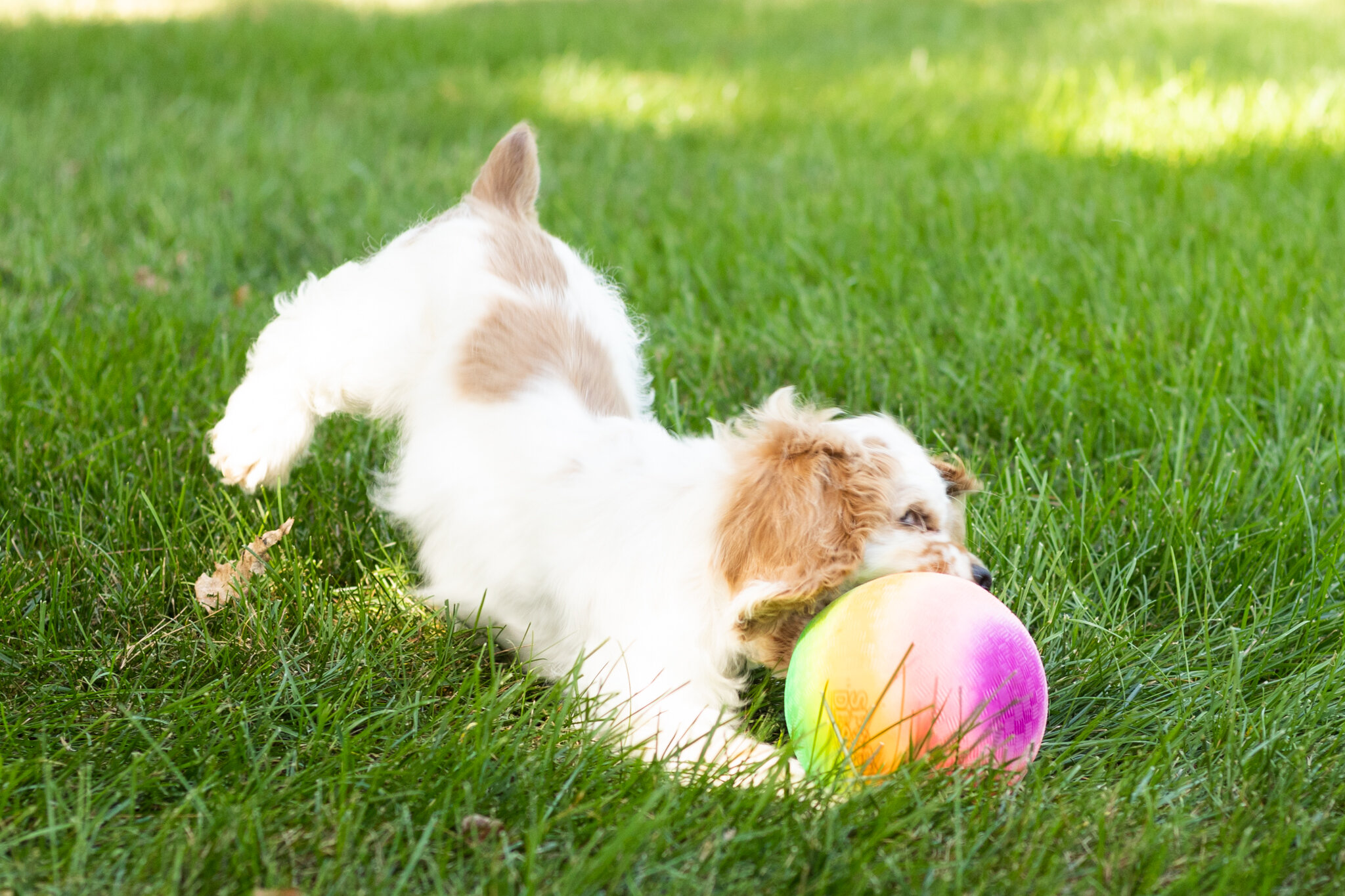 AKC Cocker Spaniel male pup in Indiana (Freckles) image 5