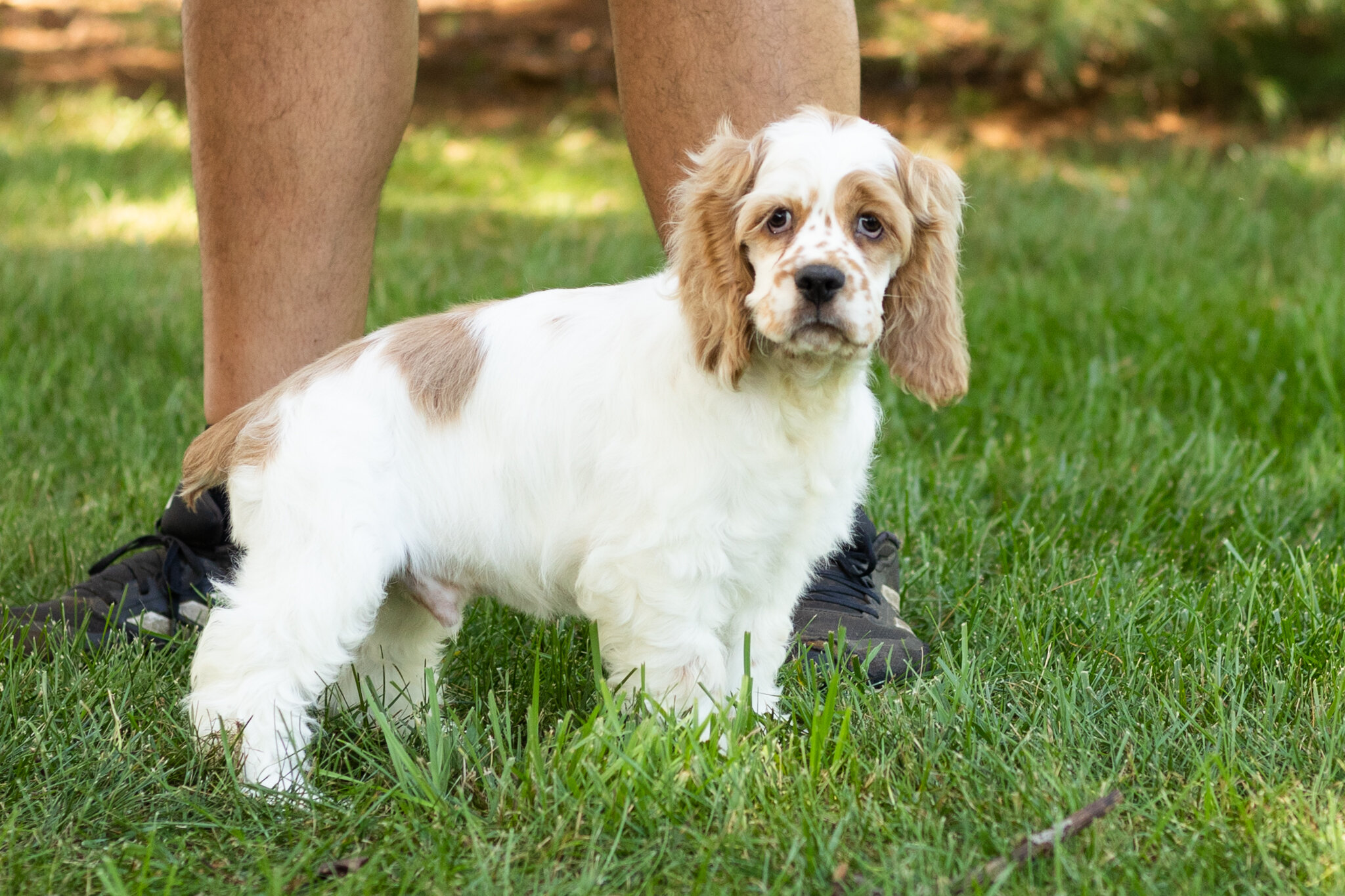 AKC Cocker Spaniel male pup in Indiana (Freckles) image 6