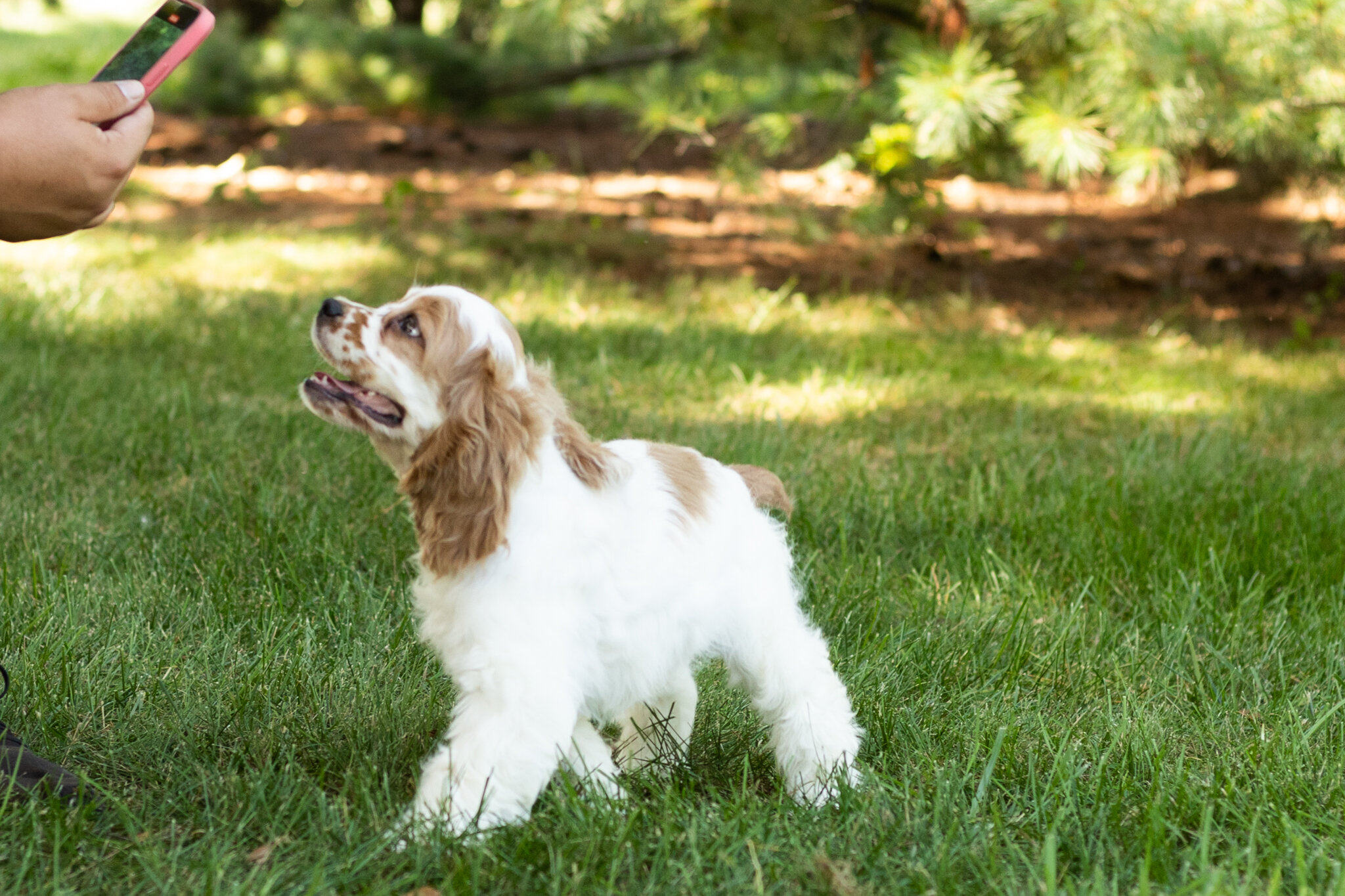 AKC Cocker Spaniel male pup in Indiana (Freckles) image 7