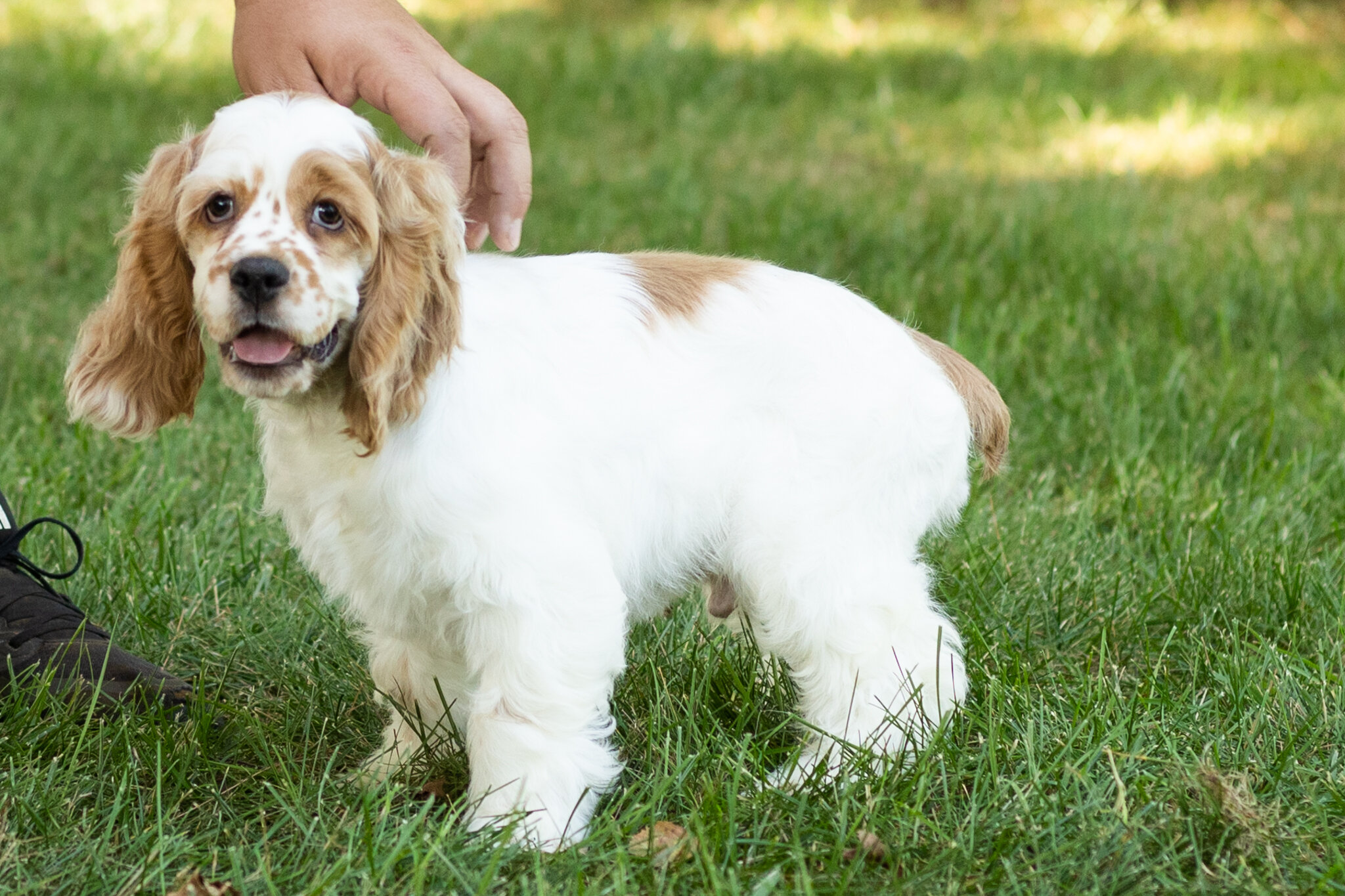 AKC Cocker Spaniel male pup in Indiana (Freckles) image 8