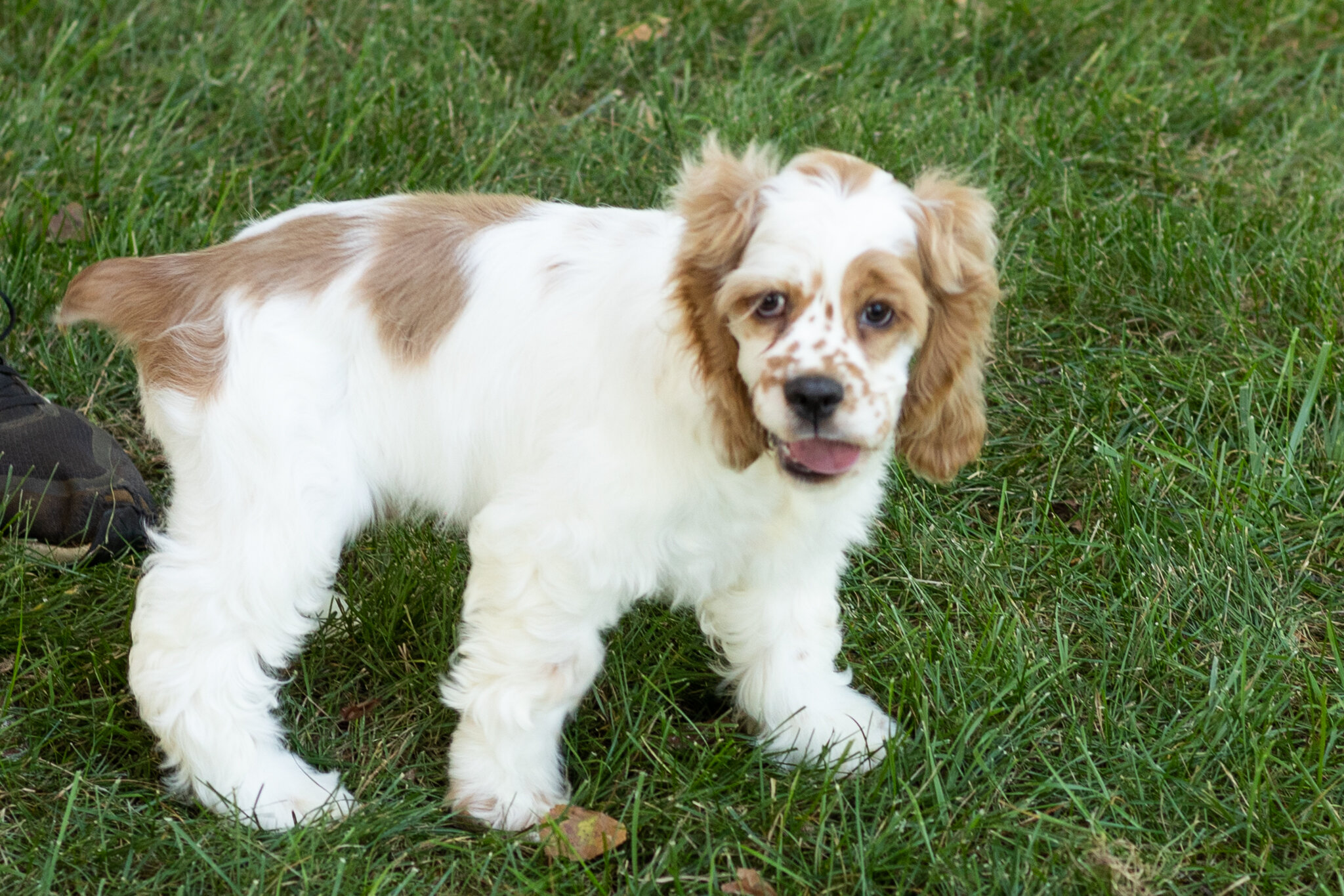 AKC Cocker Spaniel male pup in Indiana (Freckles) image 9