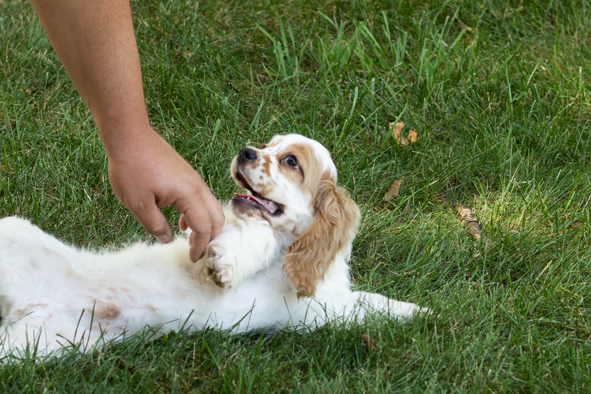 AKC Cocker Spaniel male pup in Indiana (Freckles) image 10
