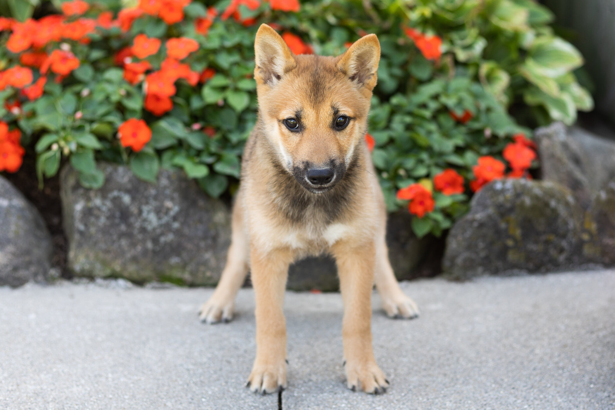 AKC Shiba Inu male pup in Indiana (Brent) image 2