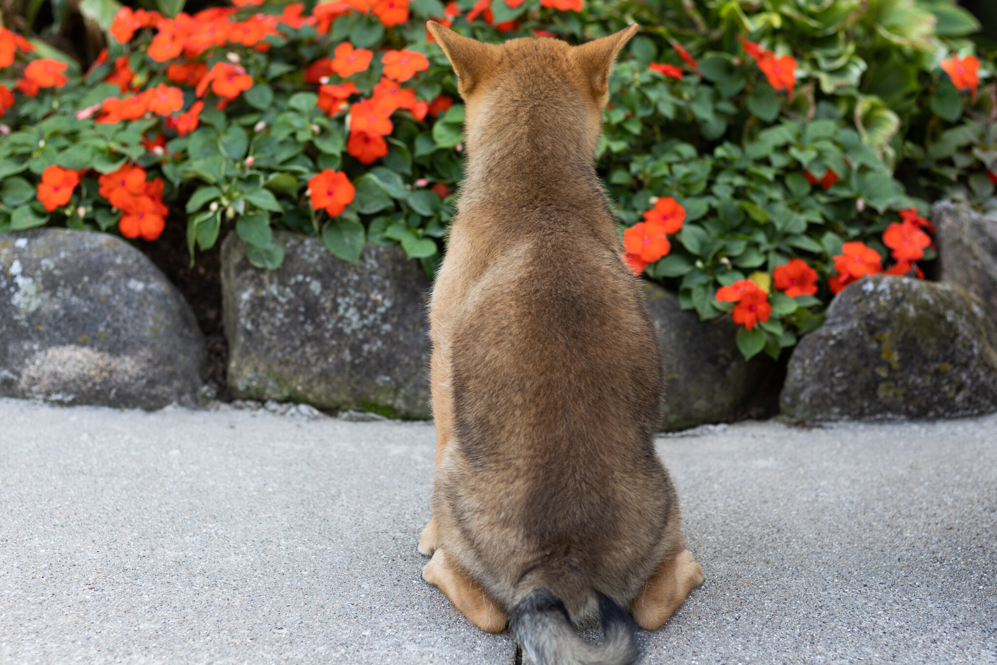 AKC Shiba Inu male pup in Indiana (Brent) image 3