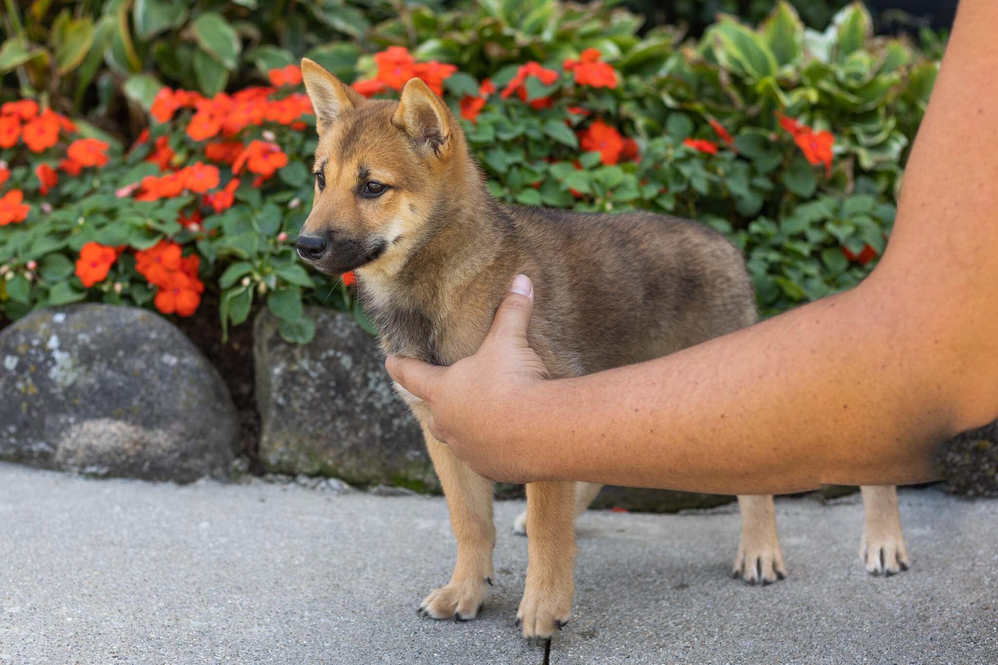 AKC Shiba Inu male pup in Indiana (Brent) image 4