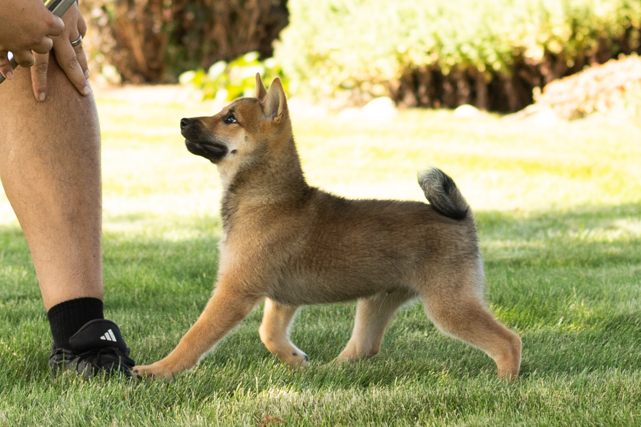 AKC Shiba Inu male pup in Indiana (Brent) image 5