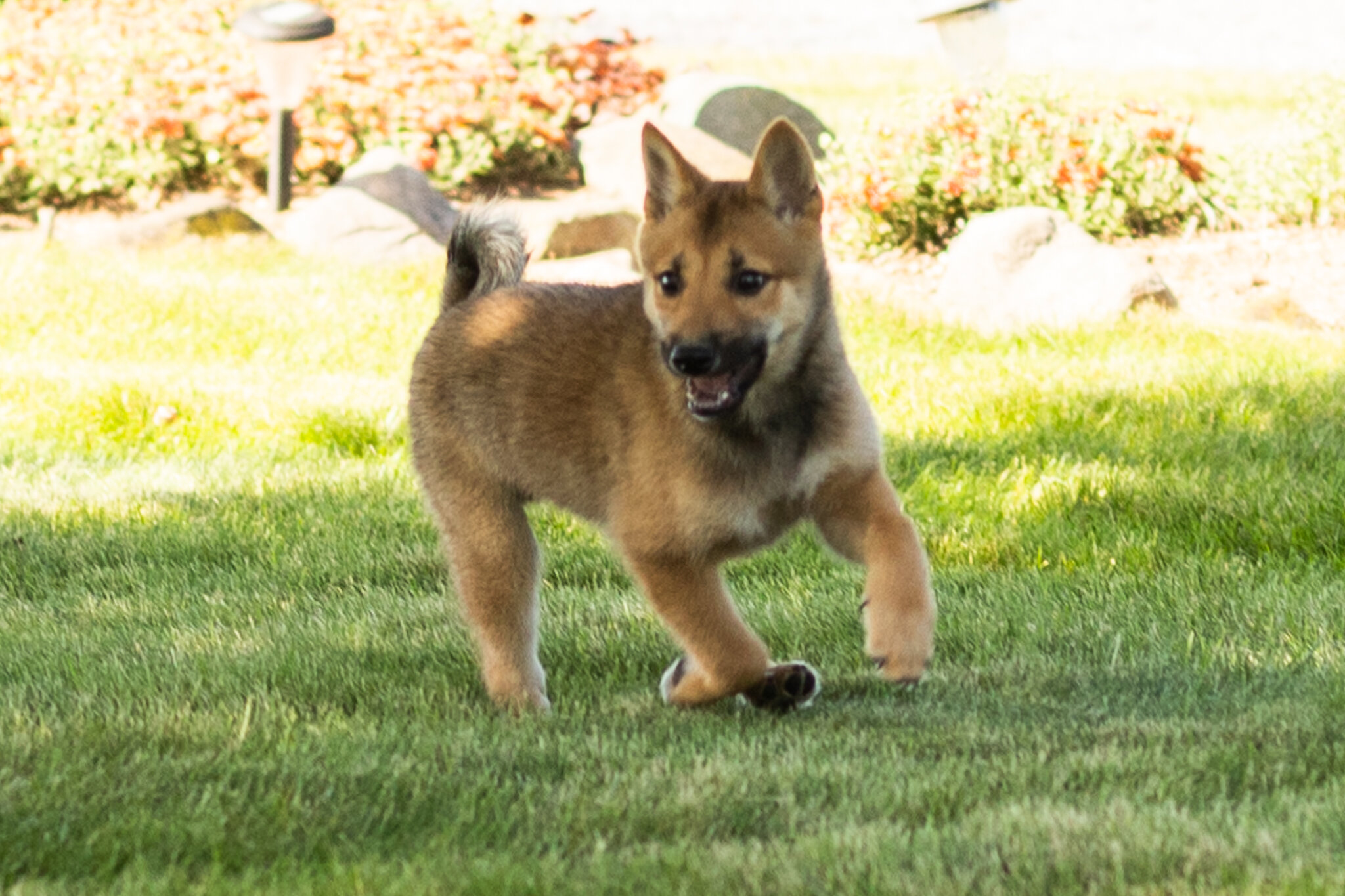 AKC Shiba Inu male pup in Indiana (Brent) image 6