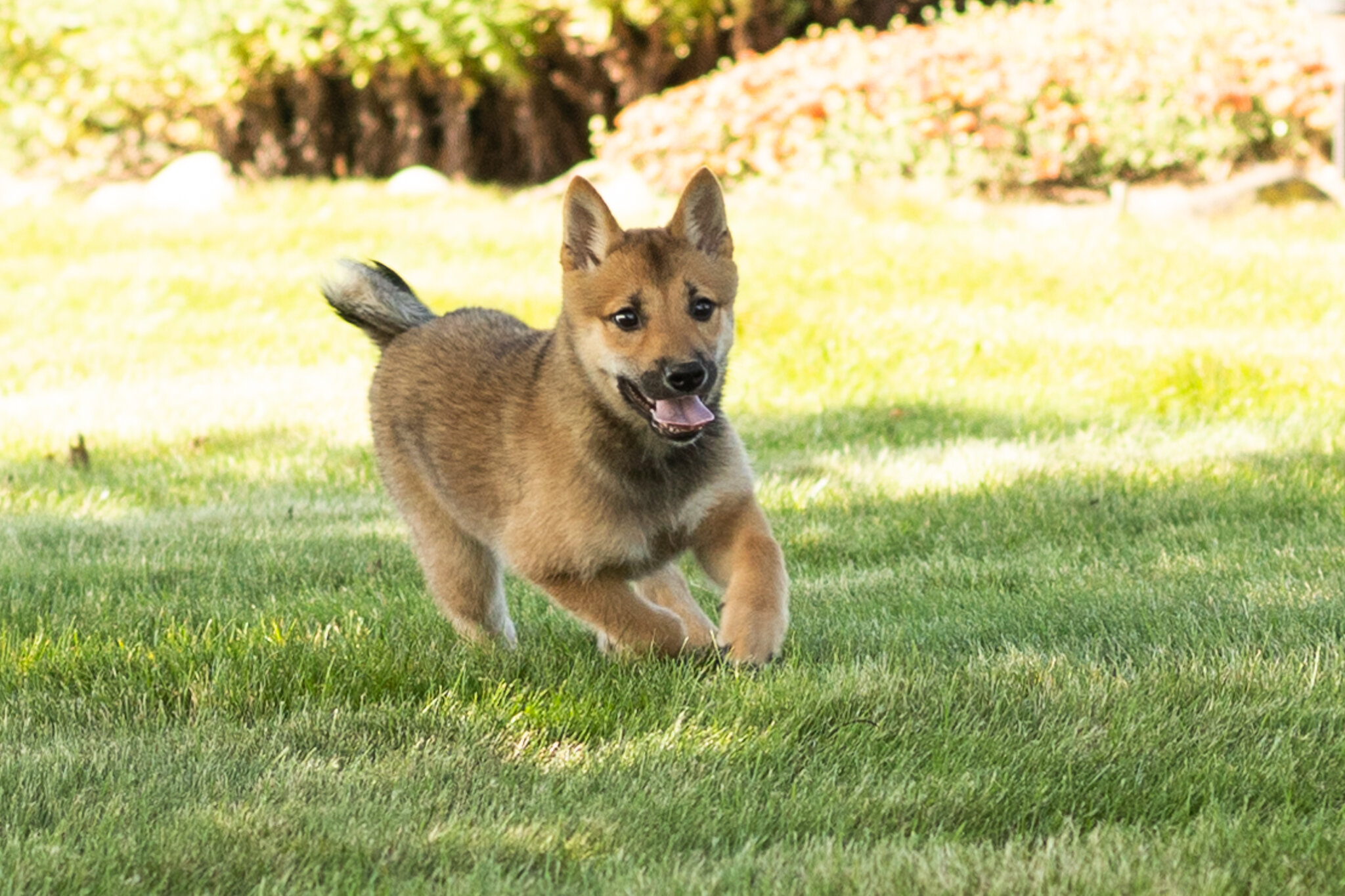 AKC Shiba Inu male pup in Indiana (Brent) image 7