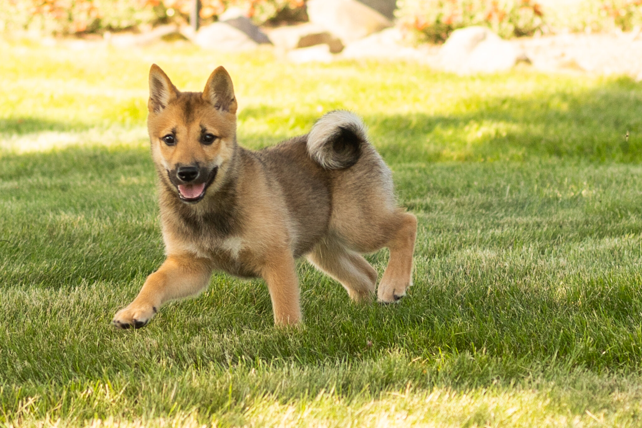 AKC Shiba Inu male pup in Indiana (Brent) image 1