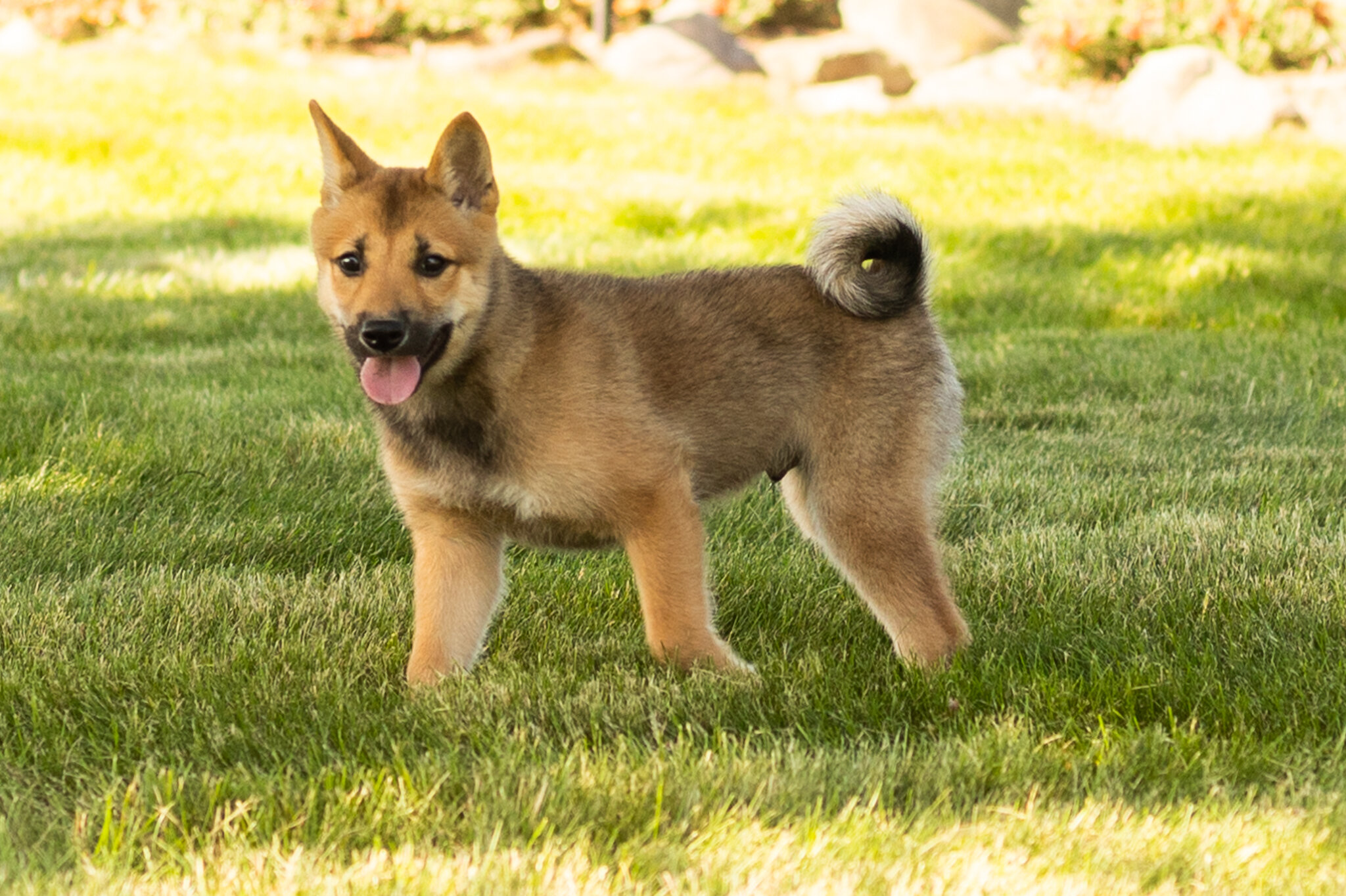 AKC Shiba Inu male pup in Indiana (Brent) image 8