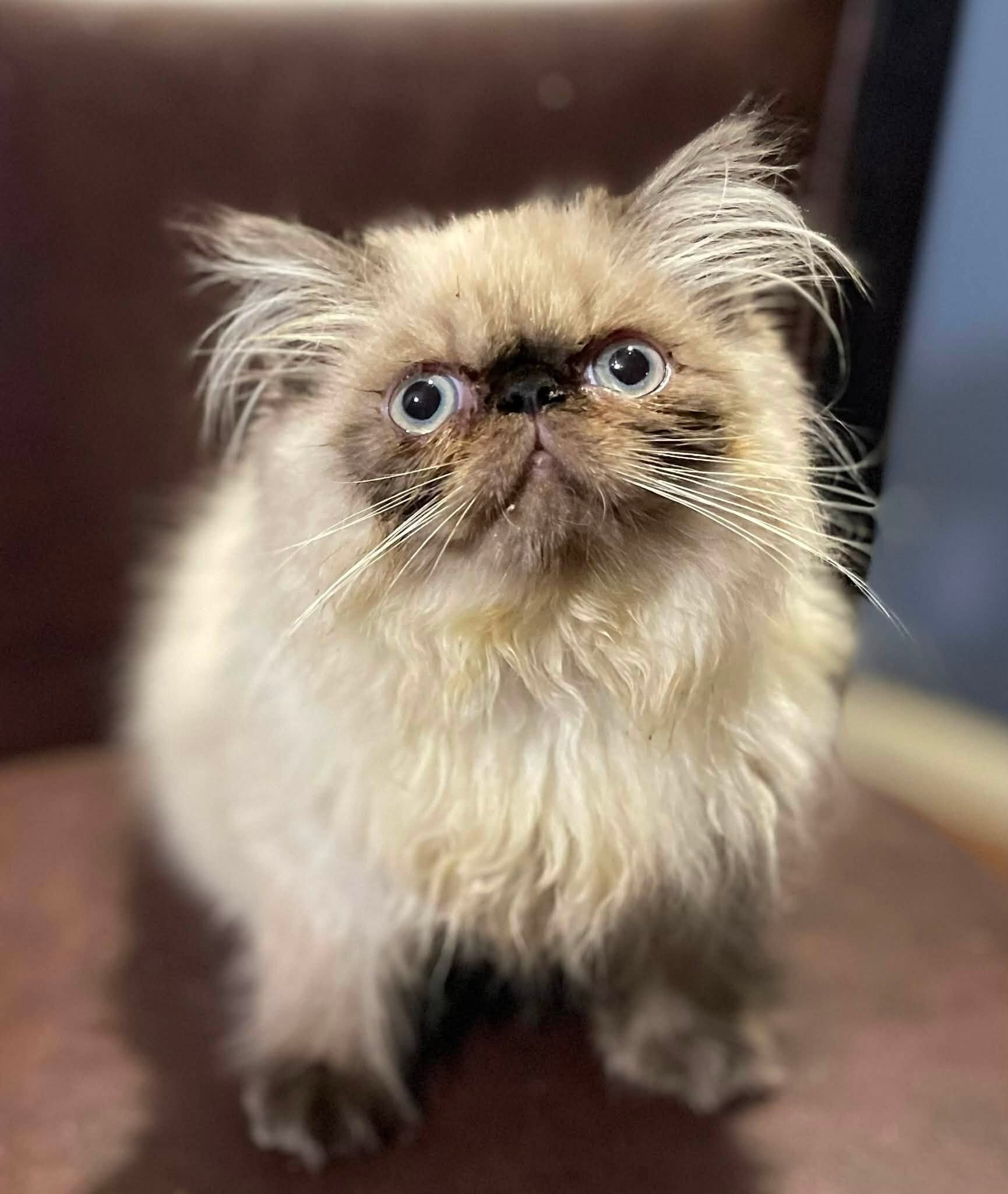 Persian / Himalayan Kittens image 1