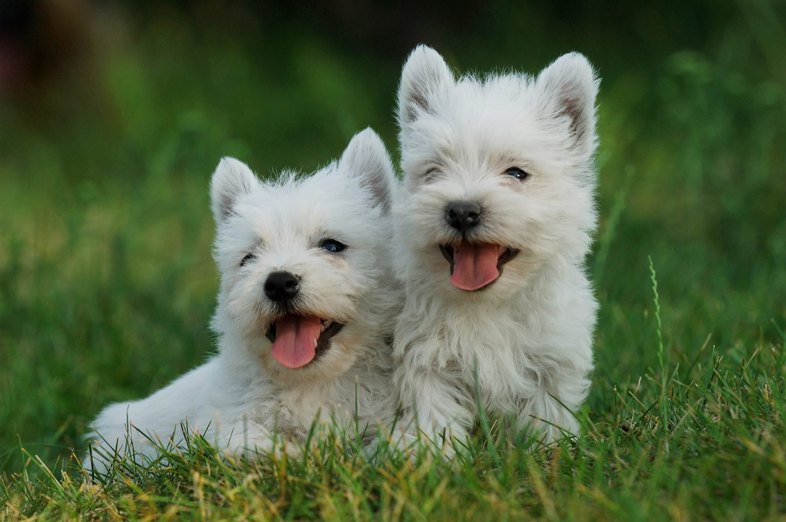West Highland White Terrier image 5