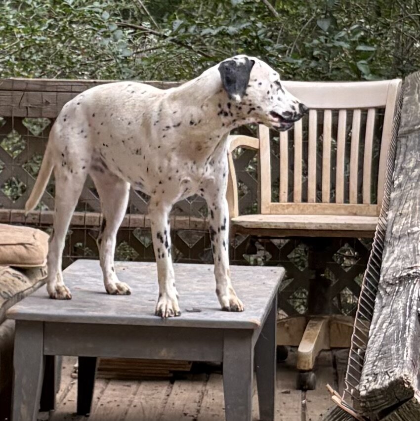 Dalmatian Female Puppy image 10