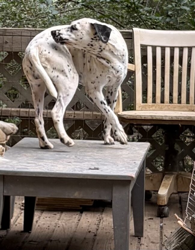 Dalmatian Female Puppy image 9