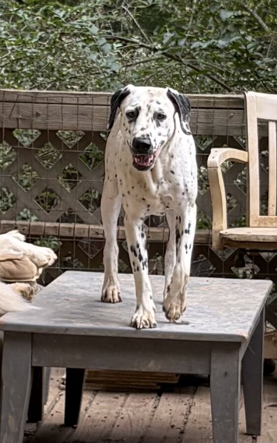 Dalmatian Female Puppy image 1
