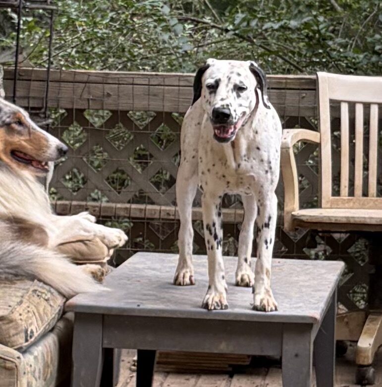Dalmatian Female Puppy image 8